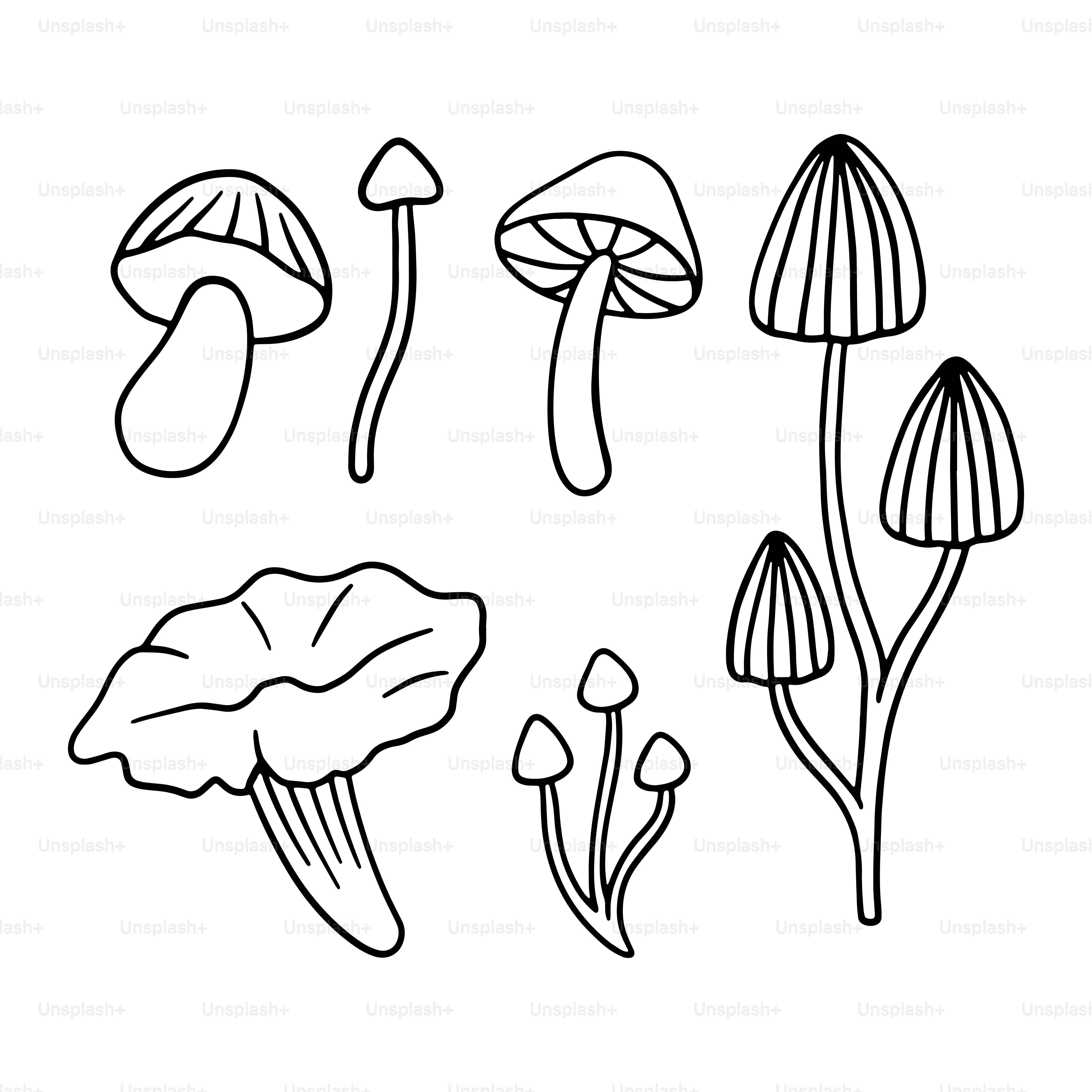 A line drawing of different types of mushrooms
