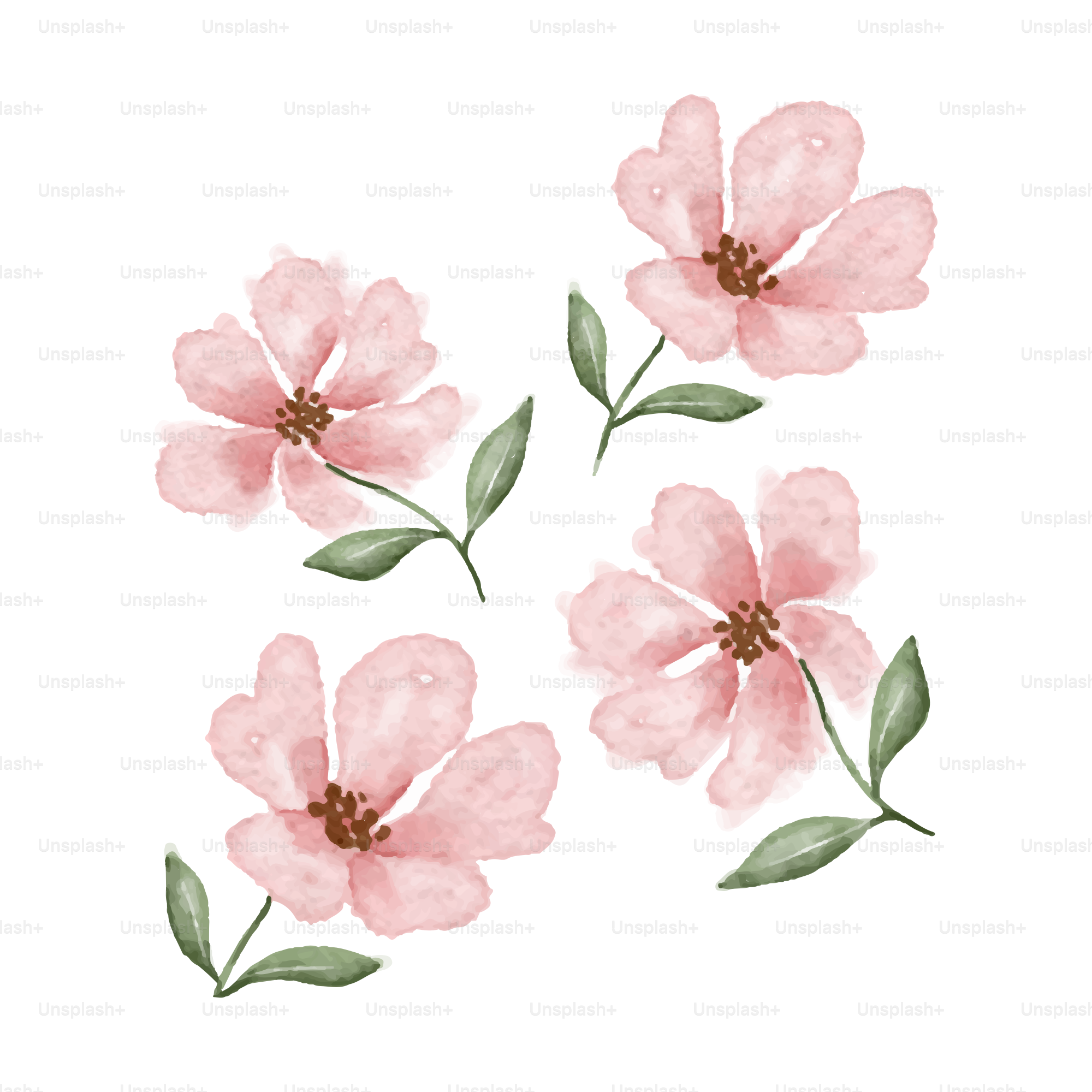 Vier rosa Blumen mit grünen Blättern auf weißem Grund