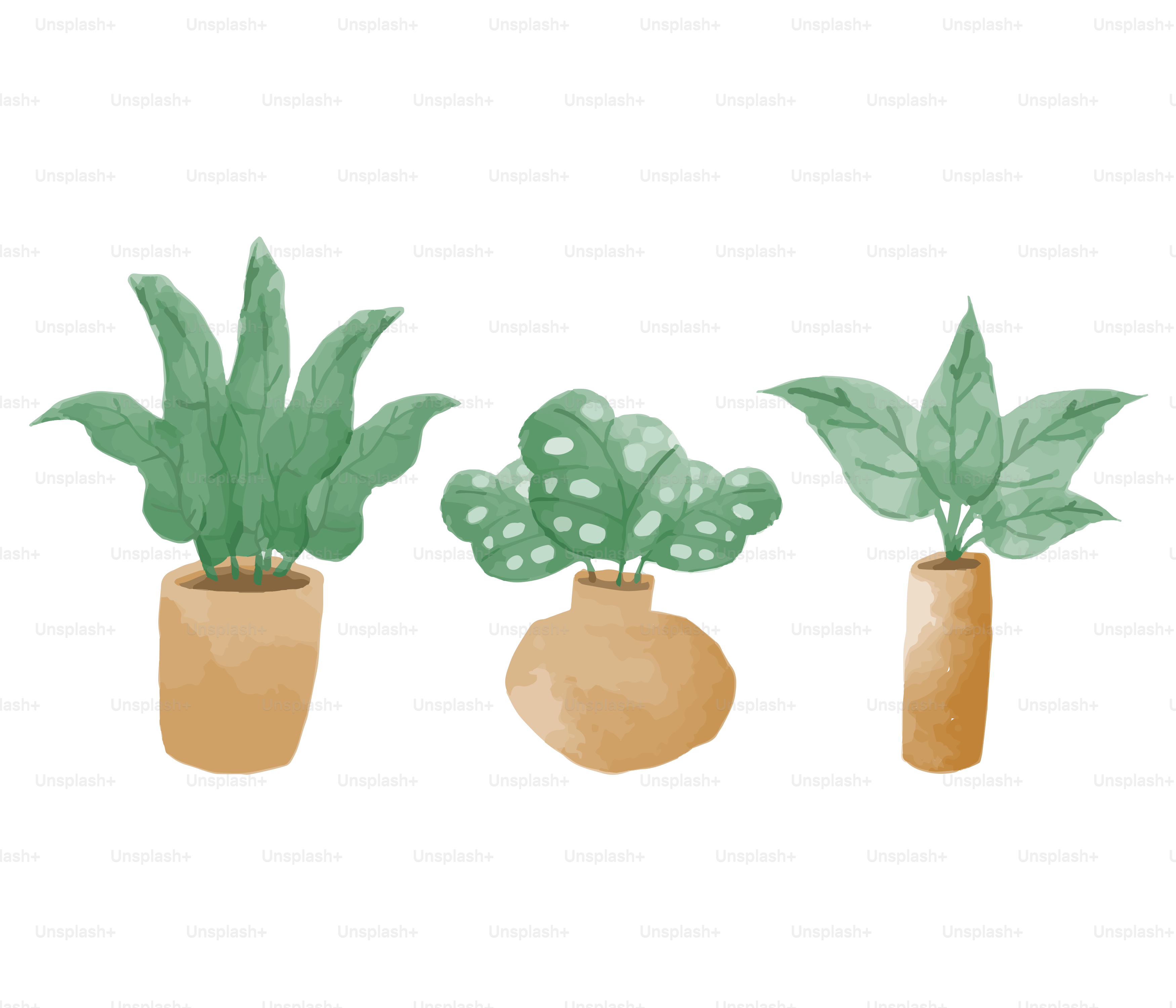 Three potted plants with green leaves in them