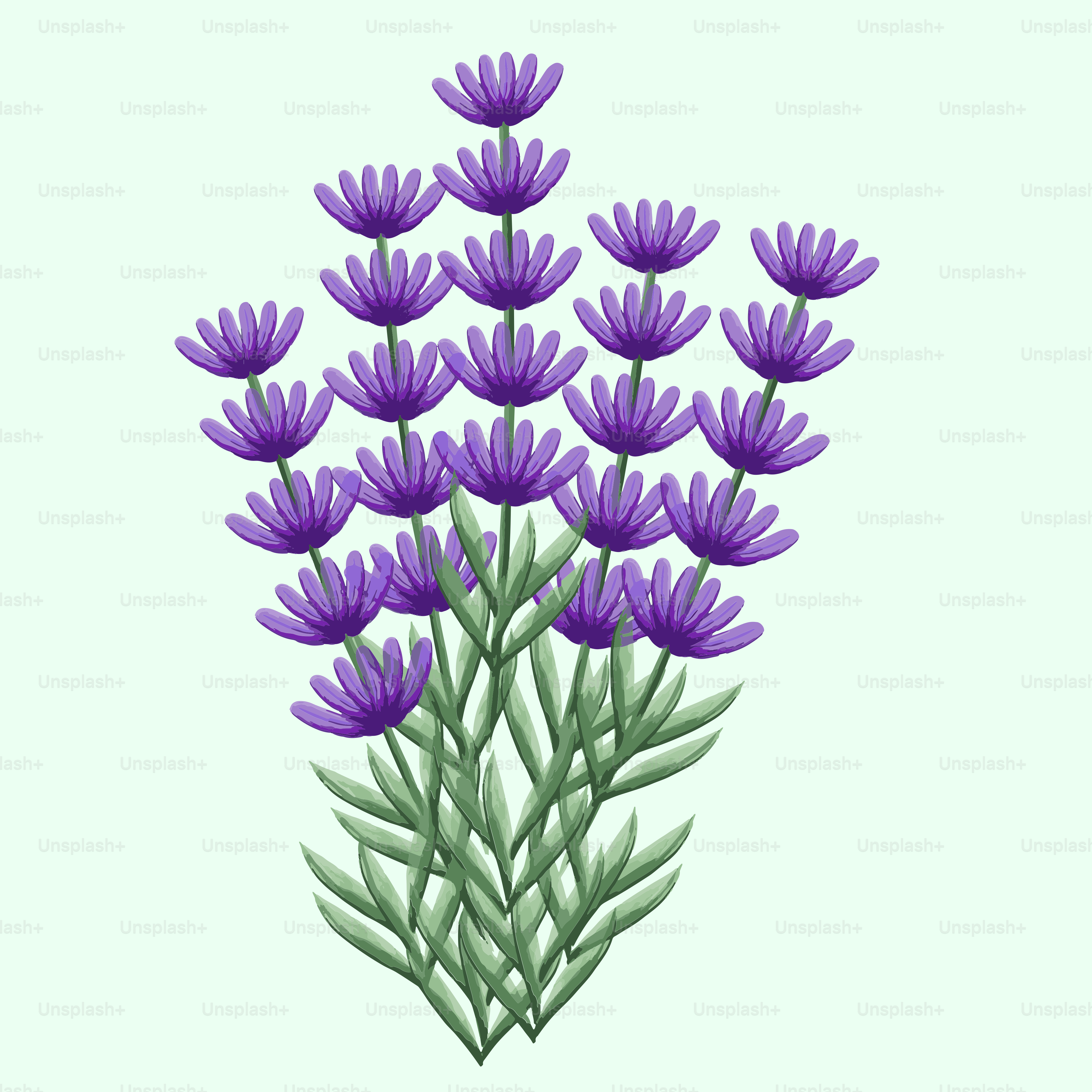 A picture of a bunch of purple flowers