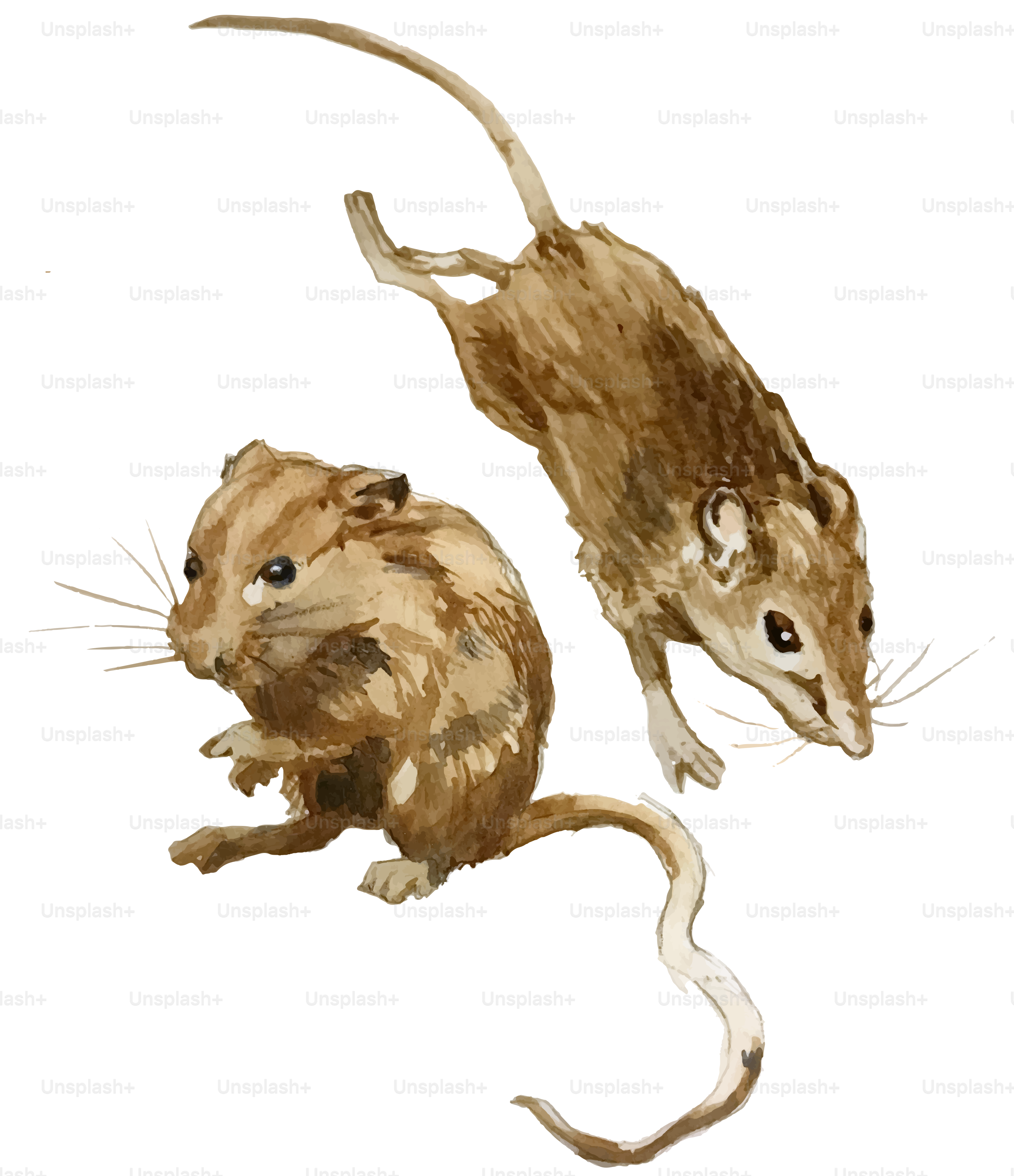 A couple of brown mice standing next to each other