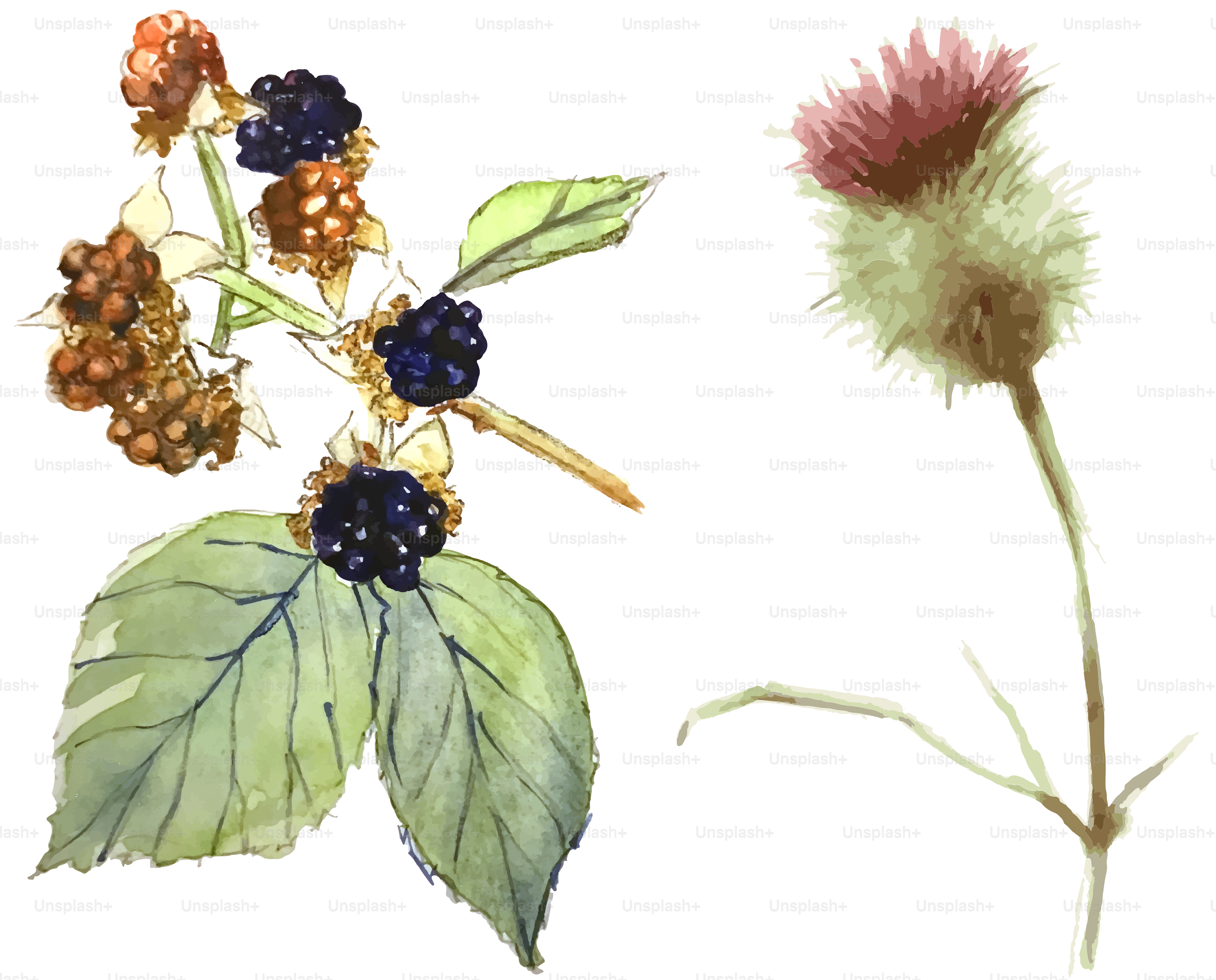 A drawing of a plant with berries and leaves