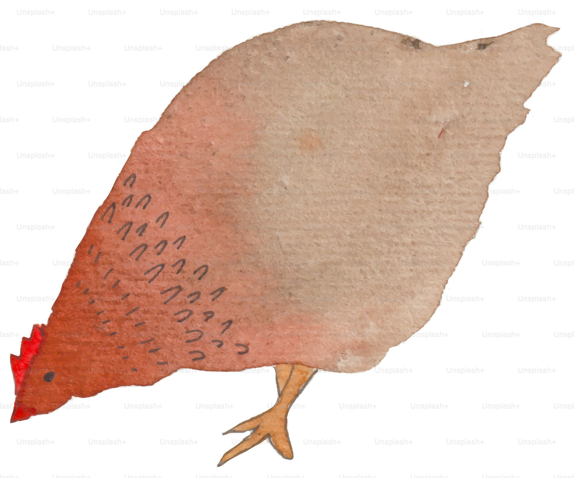 A drawing of a bird with a red tail