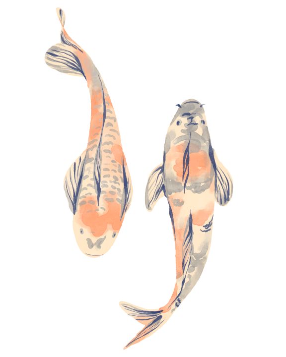 Deux poissons koi orange et blanc nageant côte à côte