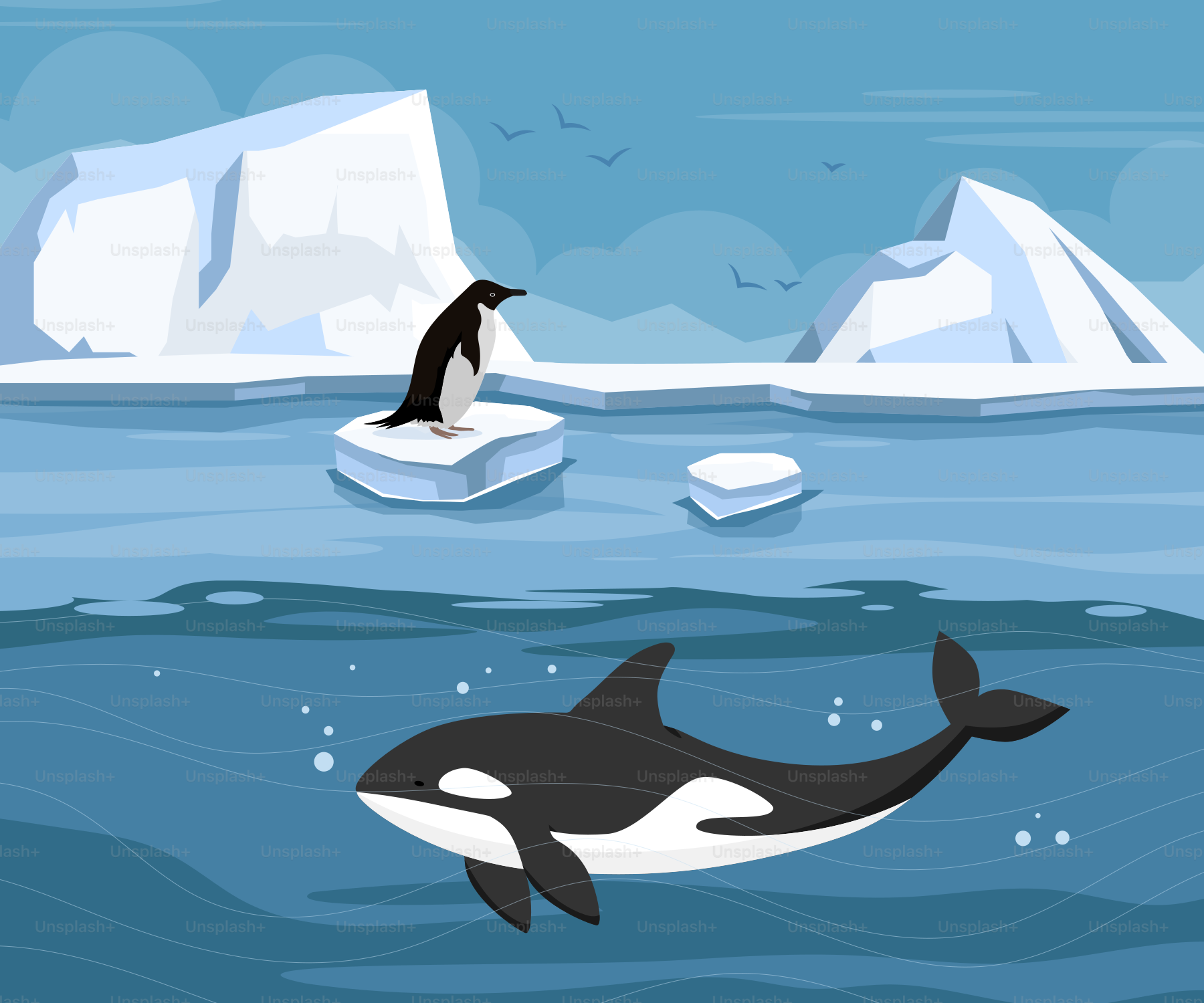 An orca swimming in the ocean with icebergs in the background