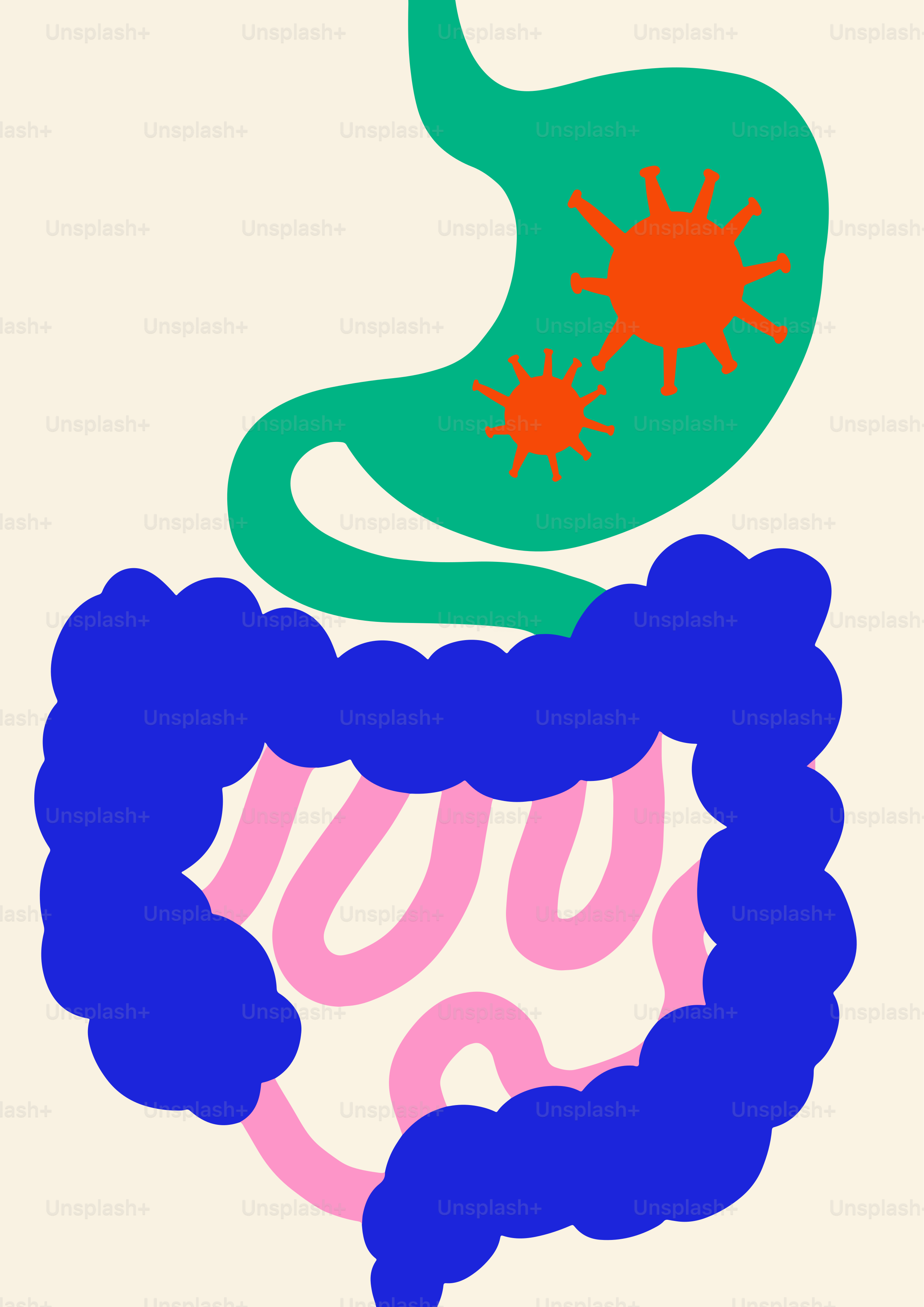 Un dibujo de un estómago con el estómago expuesto