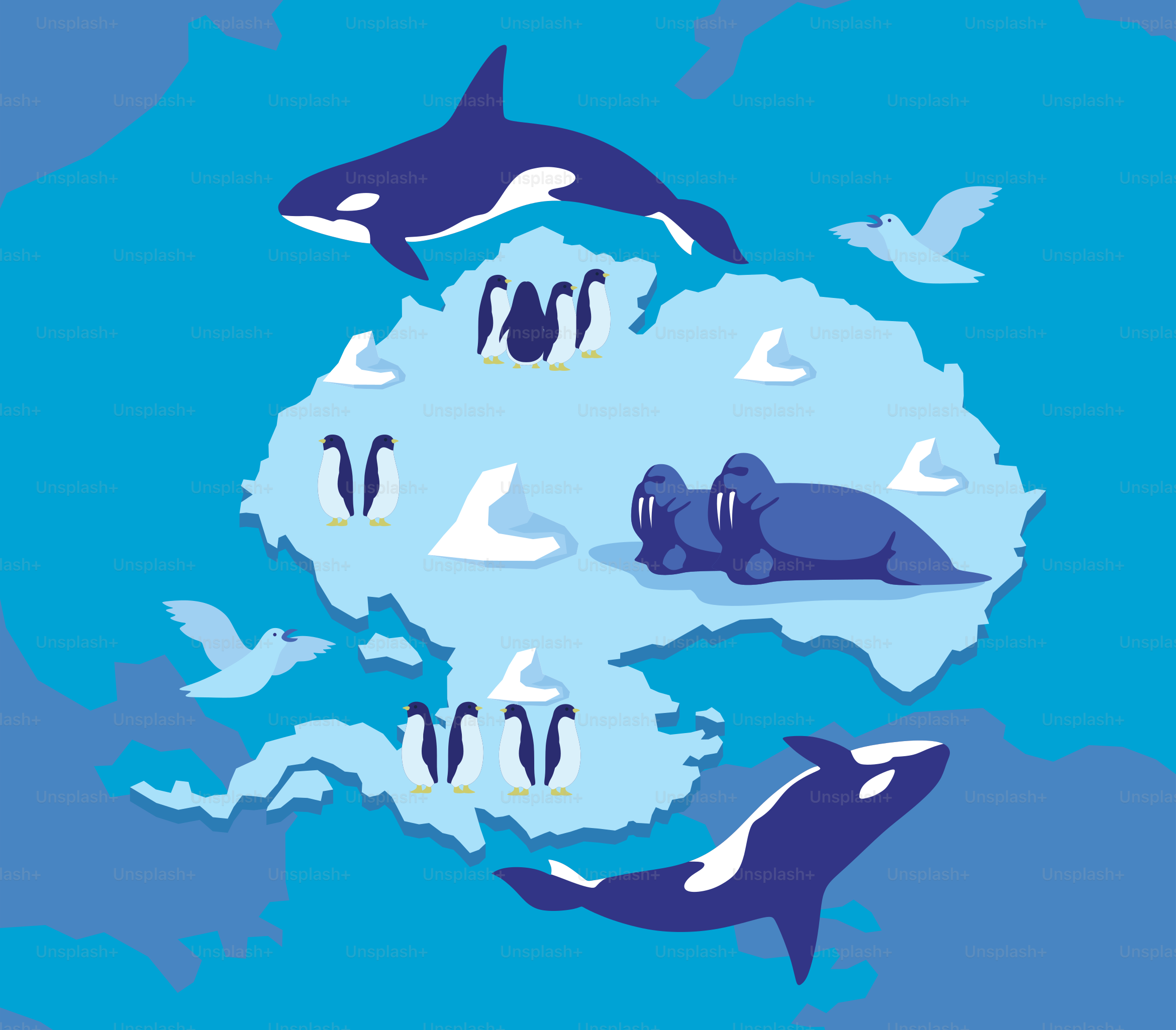 A group of dolphins swimming in the ocean