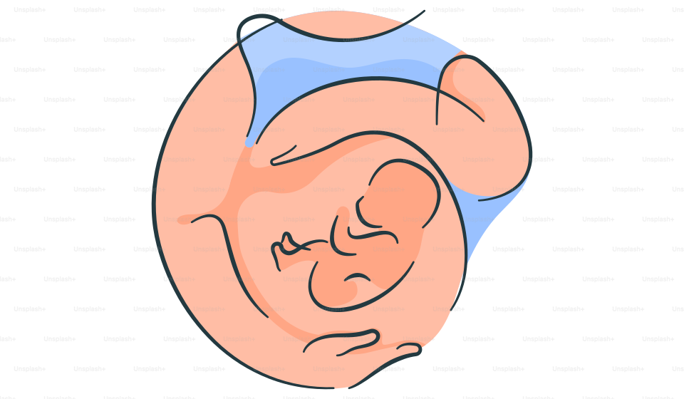 Un dessin du ventre d’un bébé avec les mots : le ventre du bébé