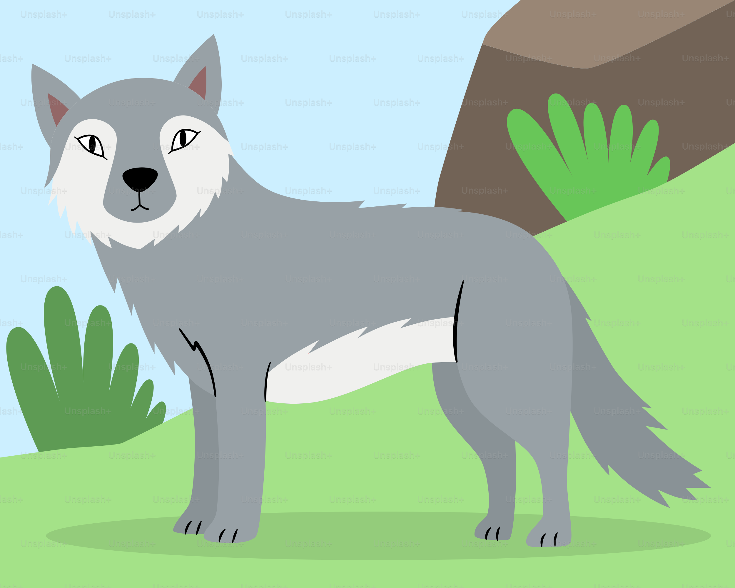 Un lupo in piedi in un campo con una pietra sullo sfondo vettoriale –  Immagine di Animale su Unsplash, image size:3000x2400