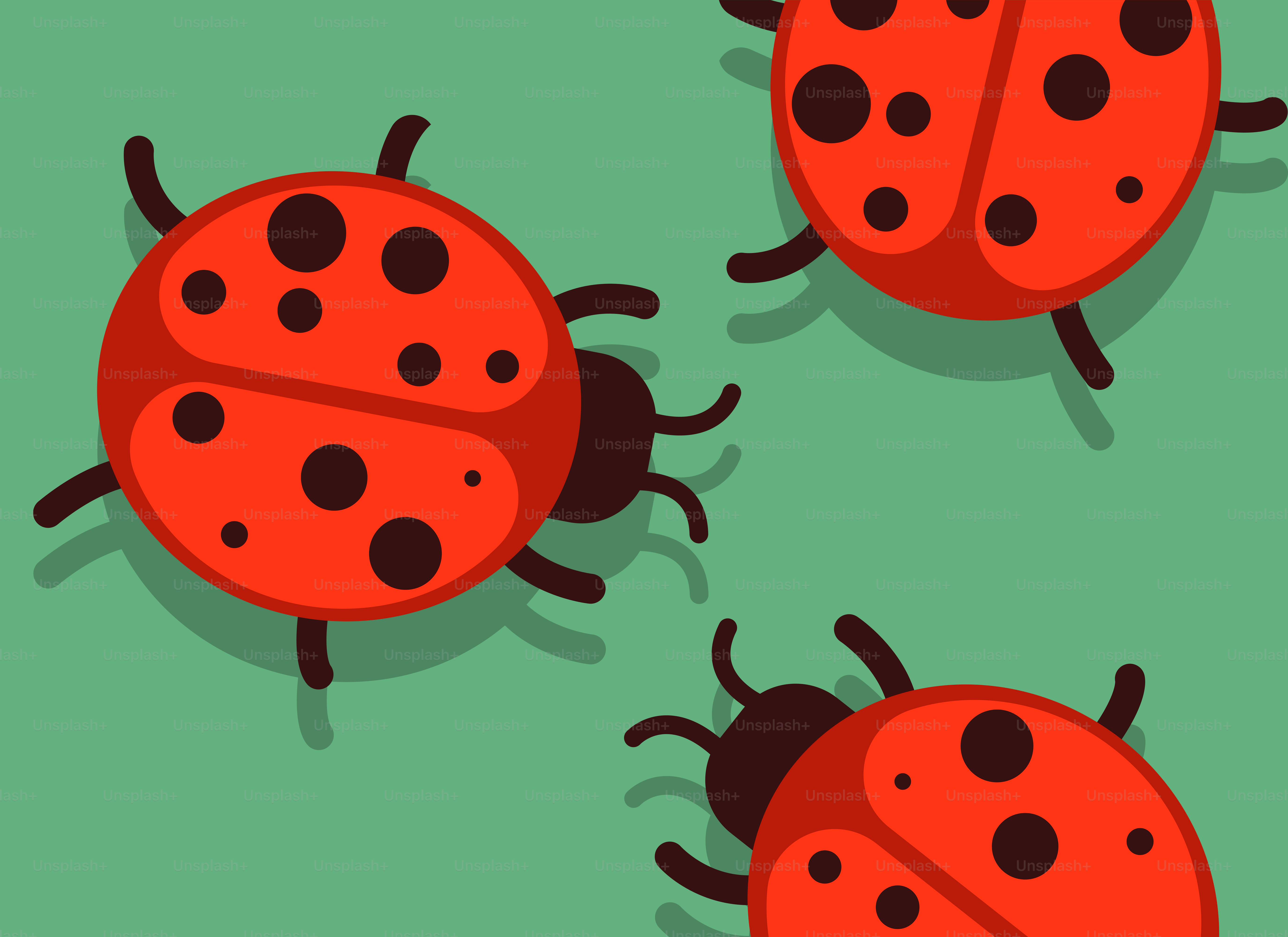 Three red ladybugs on a green background vector – Pattern Image on Unsplash