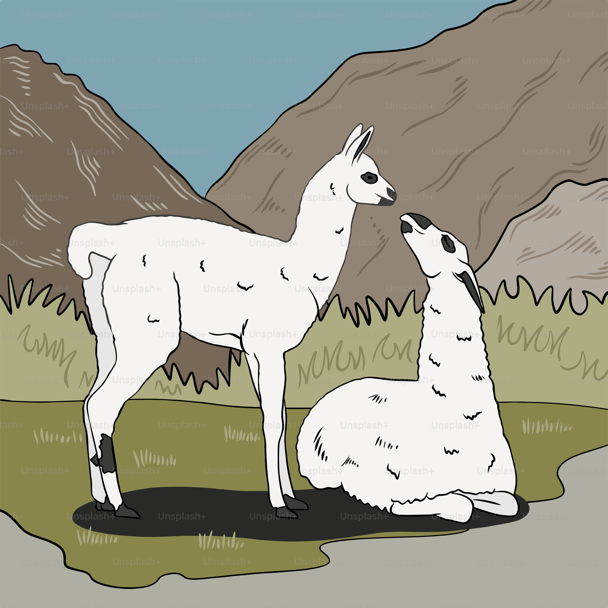 A couple of llamas are standing in a field