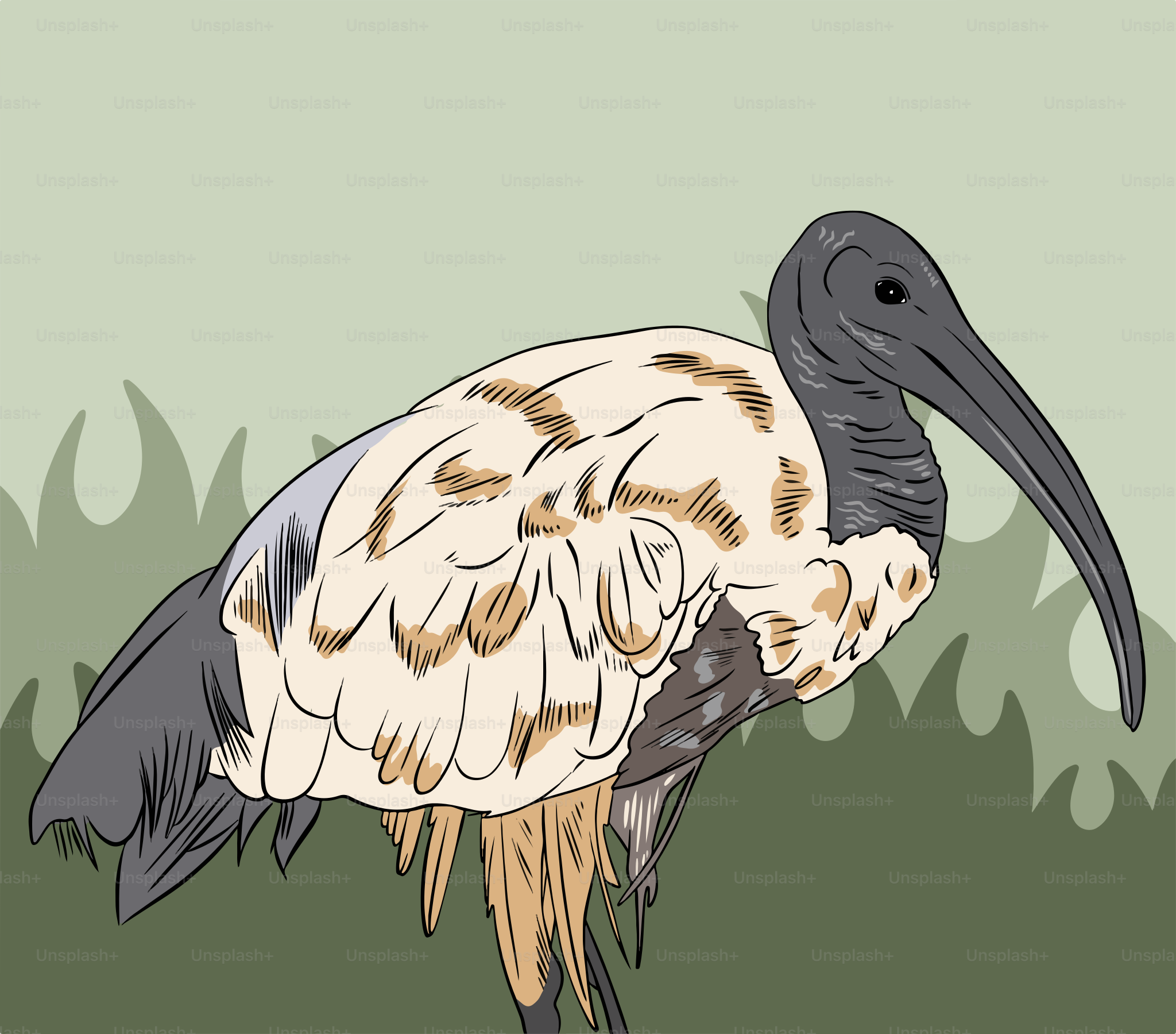 A drawing of a bird with a long beak