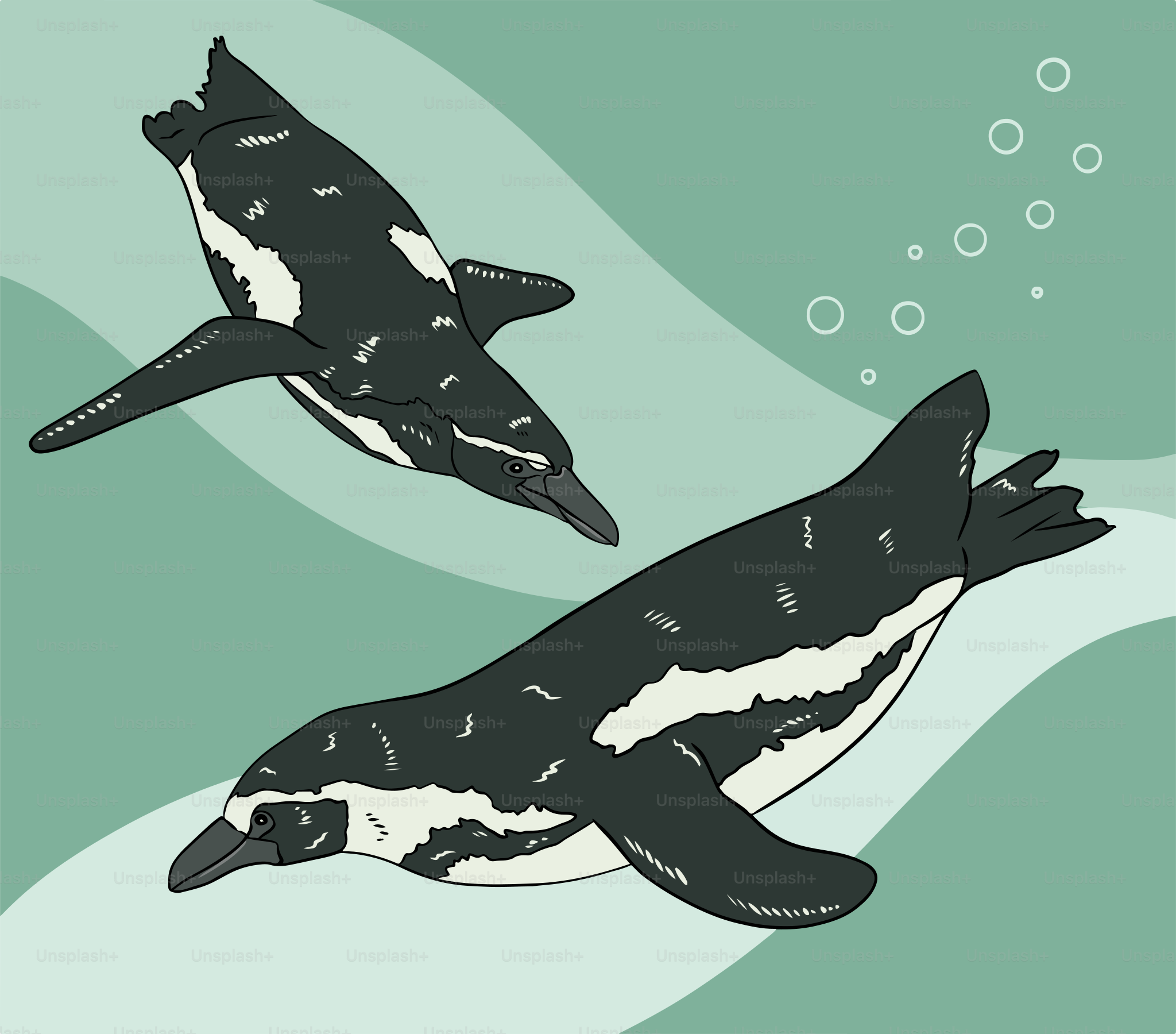 A couple of penguins swimming in the ocean