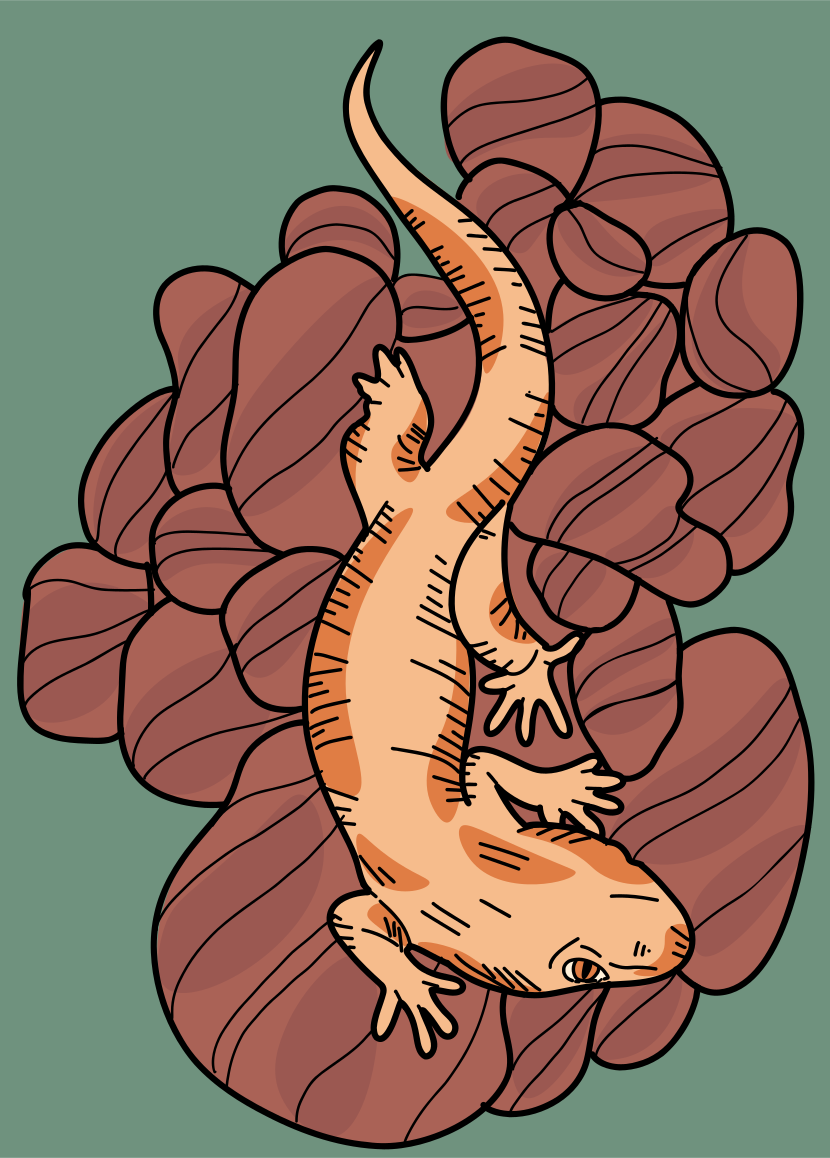 An orange and white gecko on a green background
