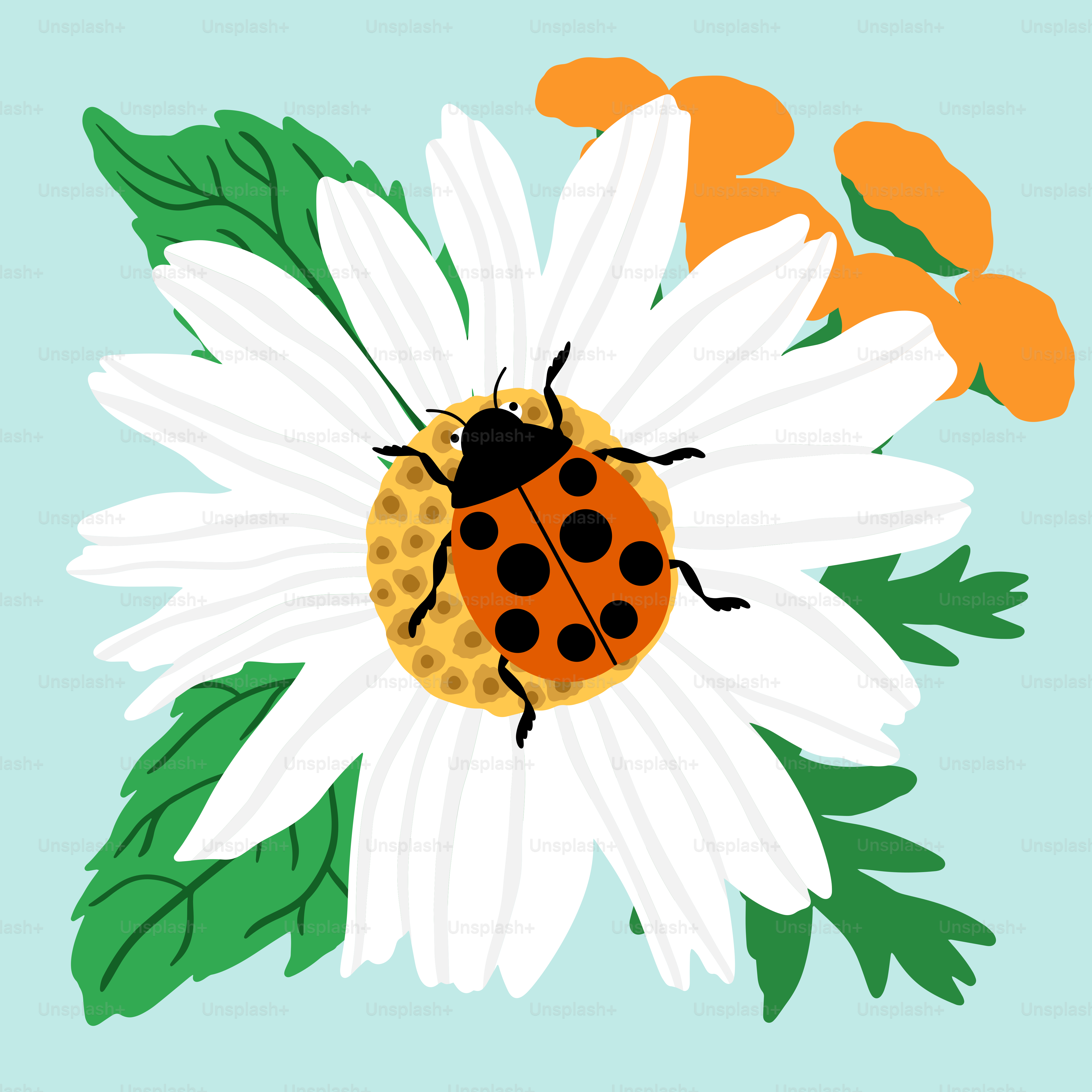 Ein Marienkäfer, das auf einer weißen Blume sitzt