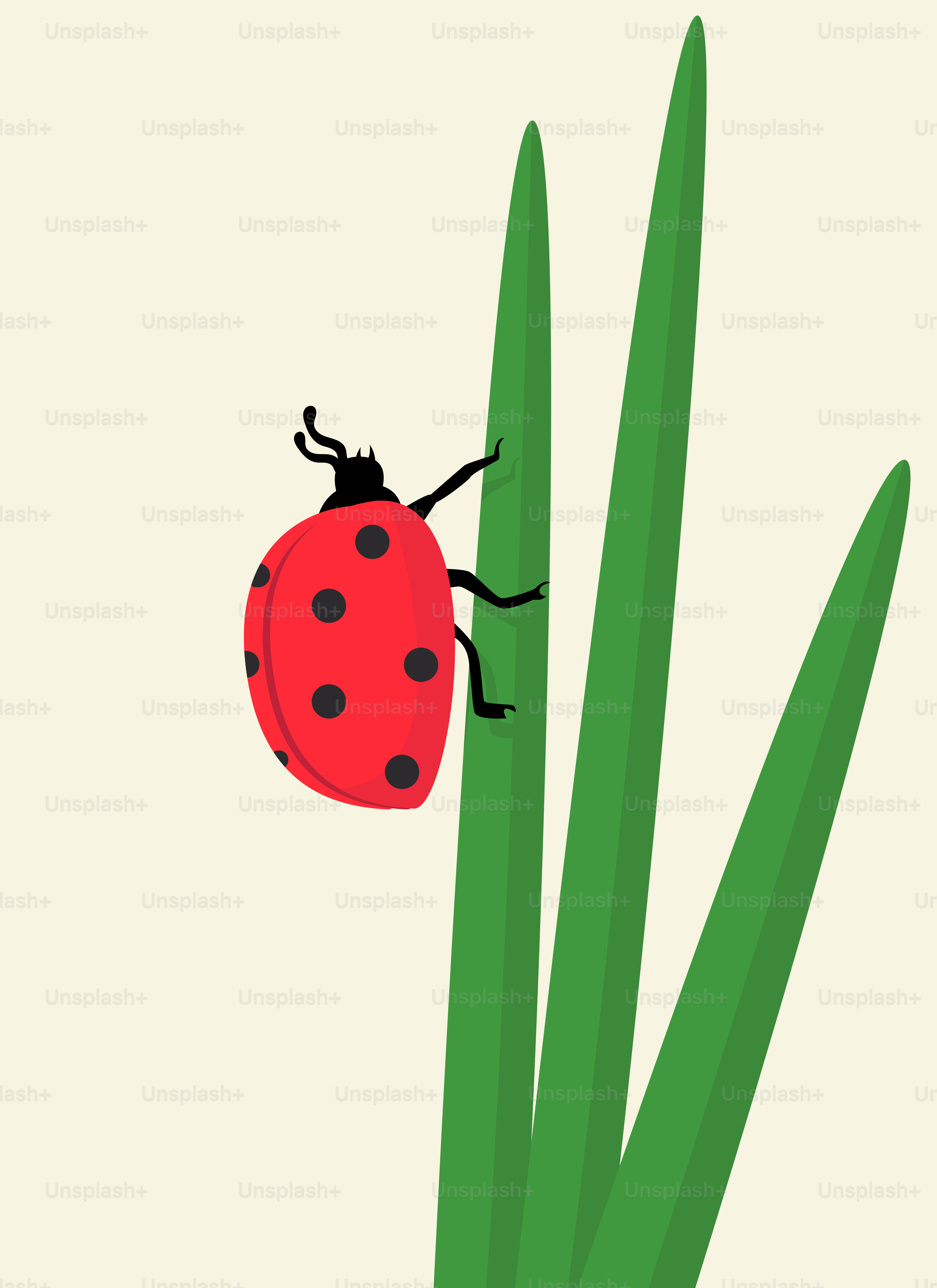 As joaninhas estão na grama. vetor – Imagem sobre Vermelho na Unsplash, image size:3000x4125