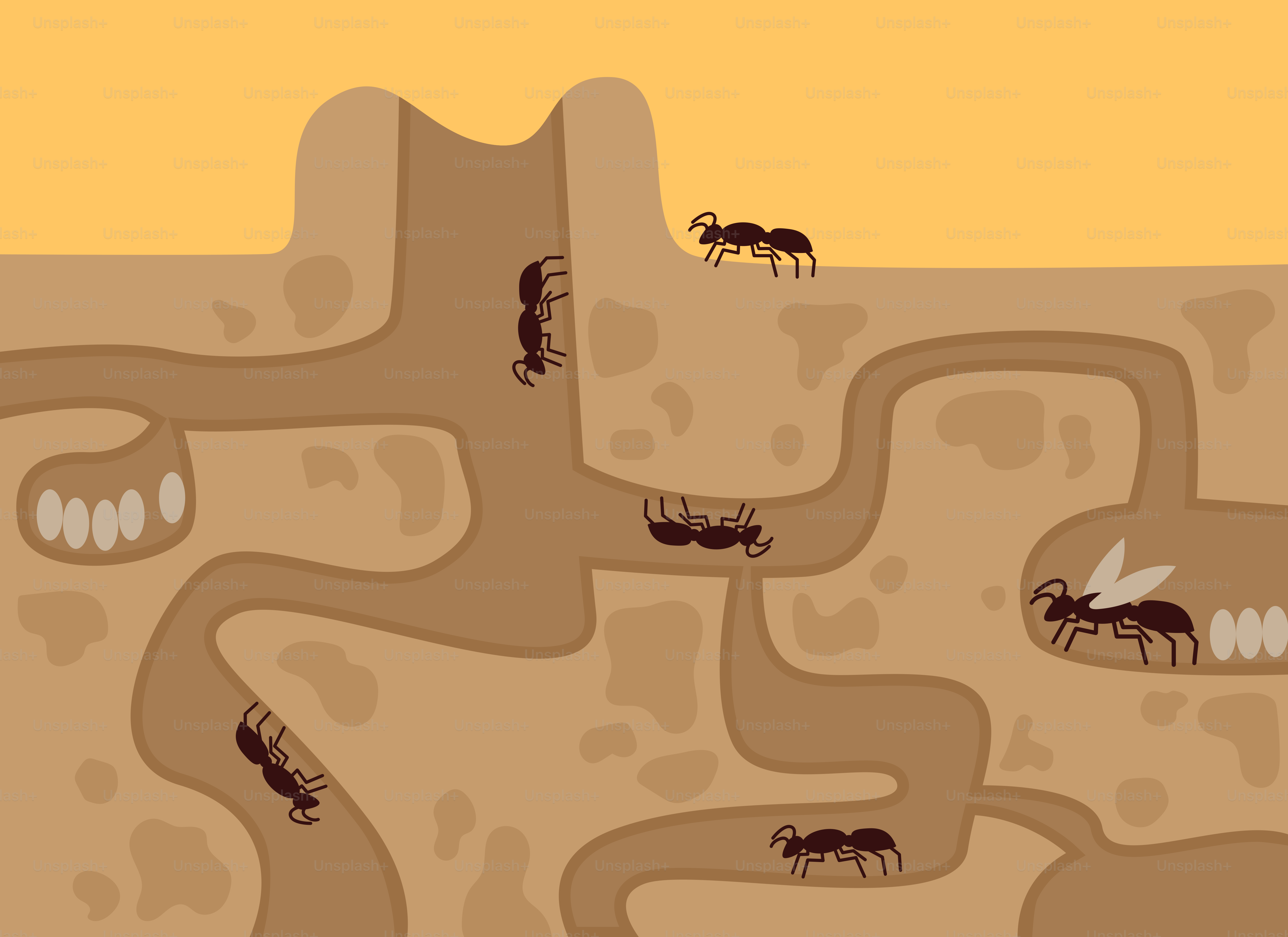 A map of a desert with animals and plants