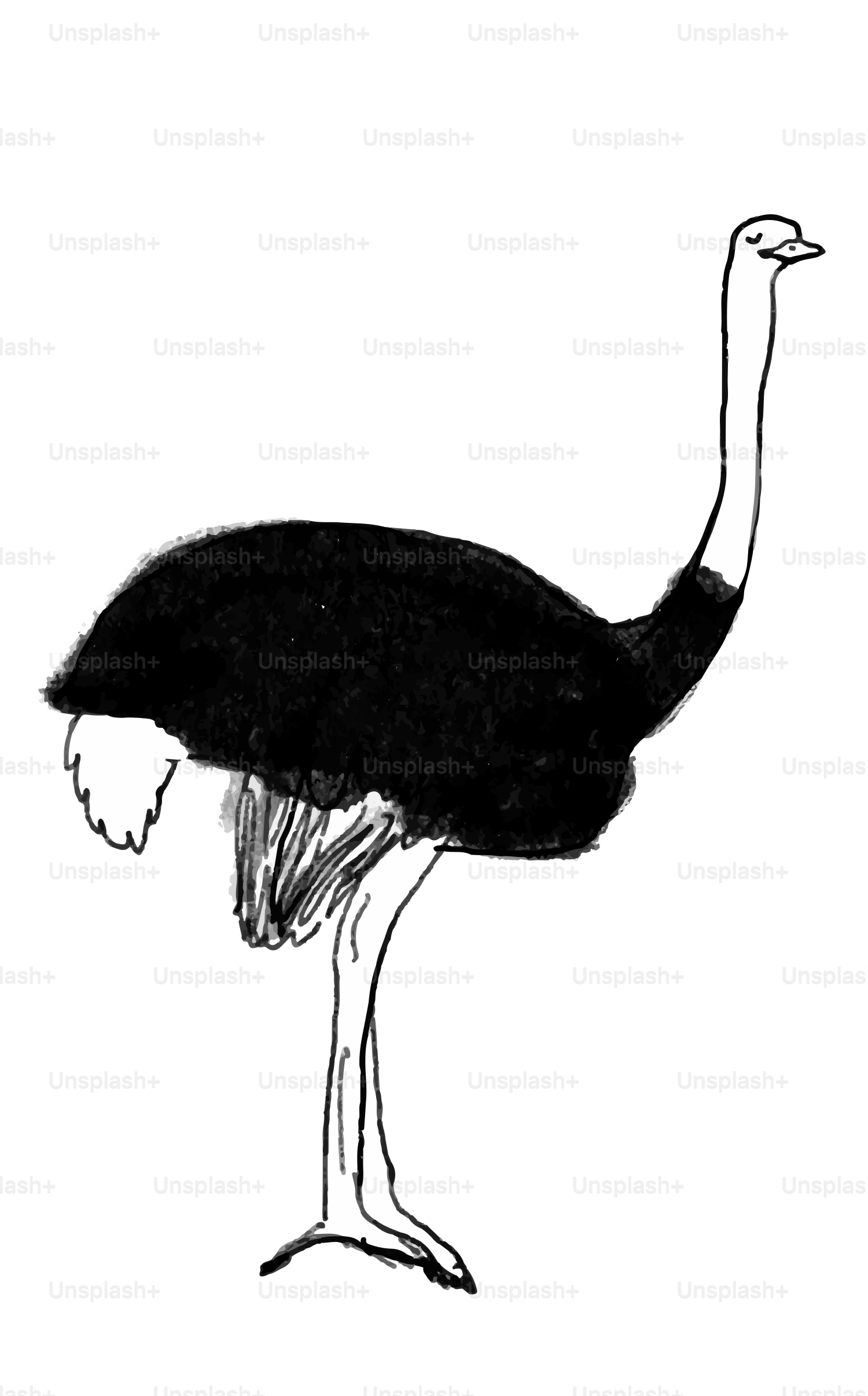 A black and white drawing of an ostrich