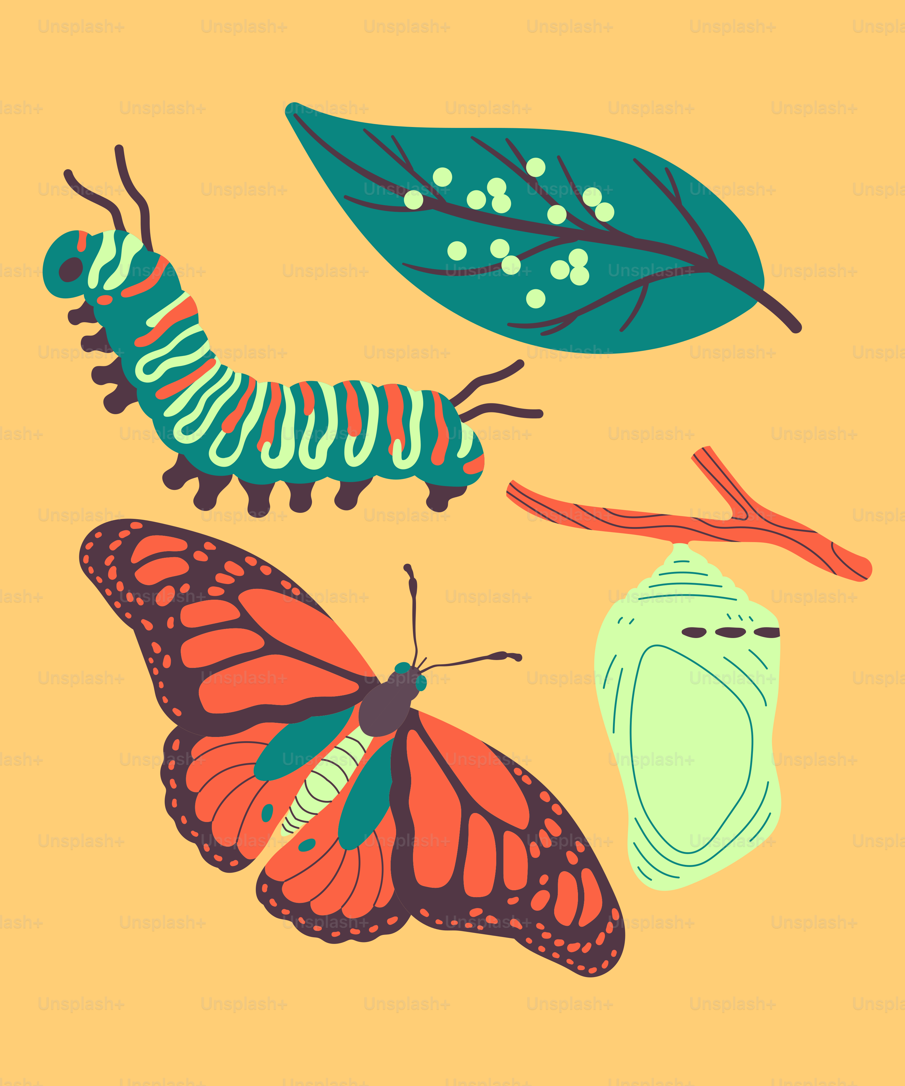 A picture of a butterfly and a caterpillar