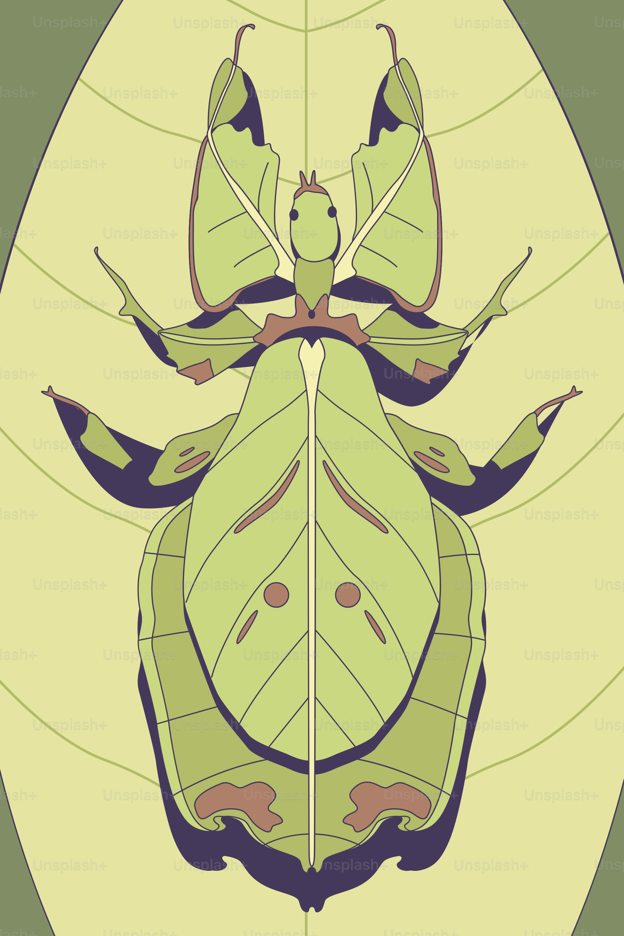 Un dessin d’un insecte sur une feuille