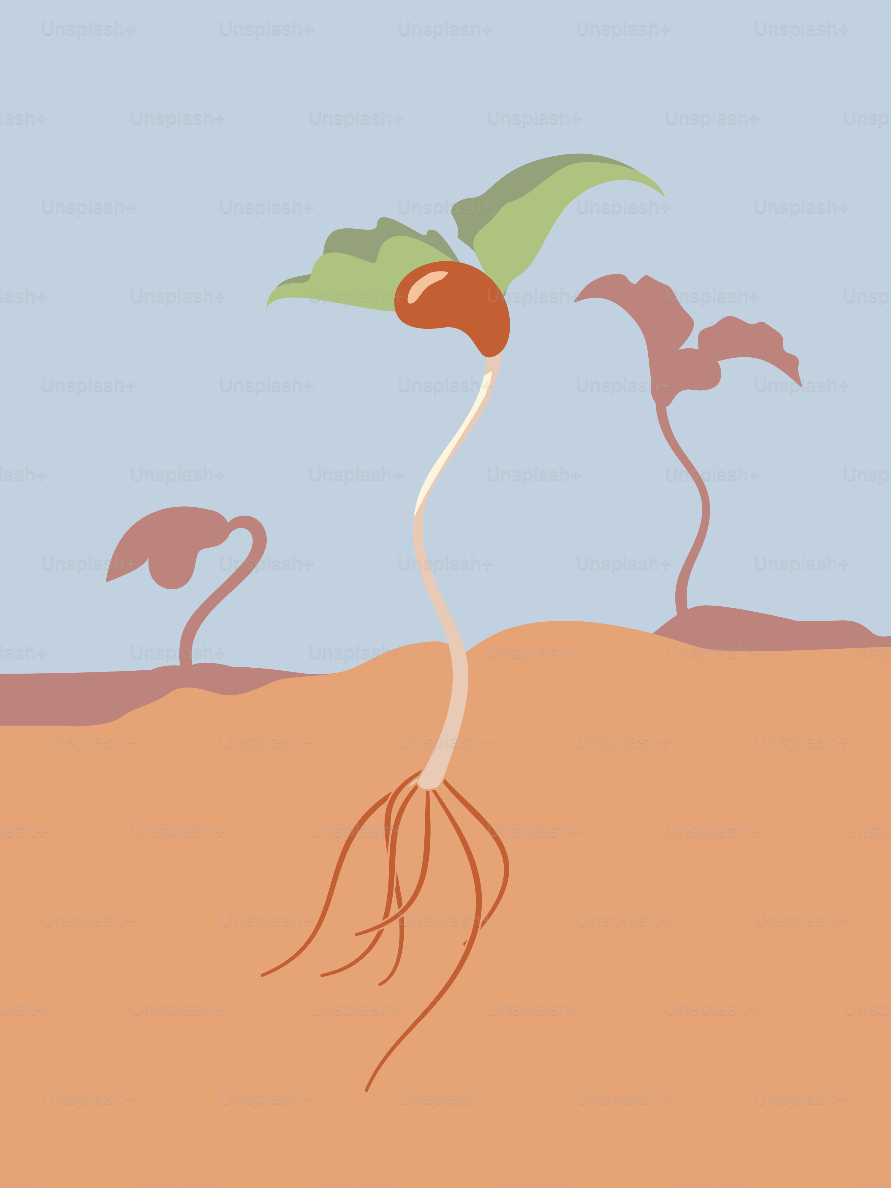 Ein Bild einer Pflanze, die aus dem Boden sprießt