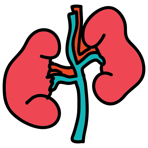 A diagram of the human kidney
