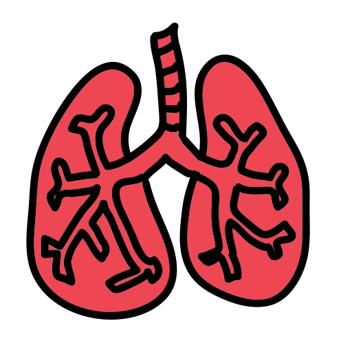 A drawing of the lungs