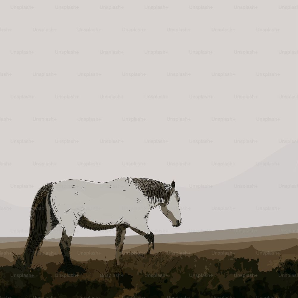 A white horse walking across a dry grass covered field