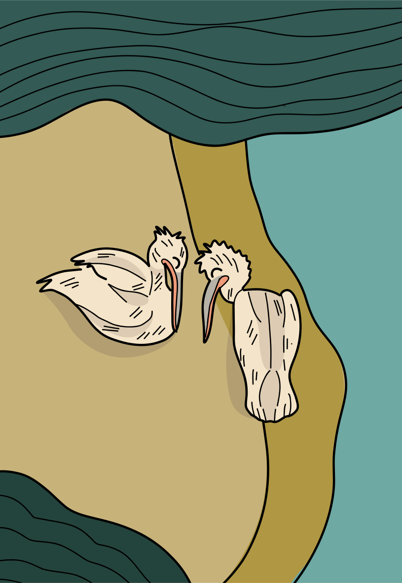 A couple of white birds floating on top of a body of water