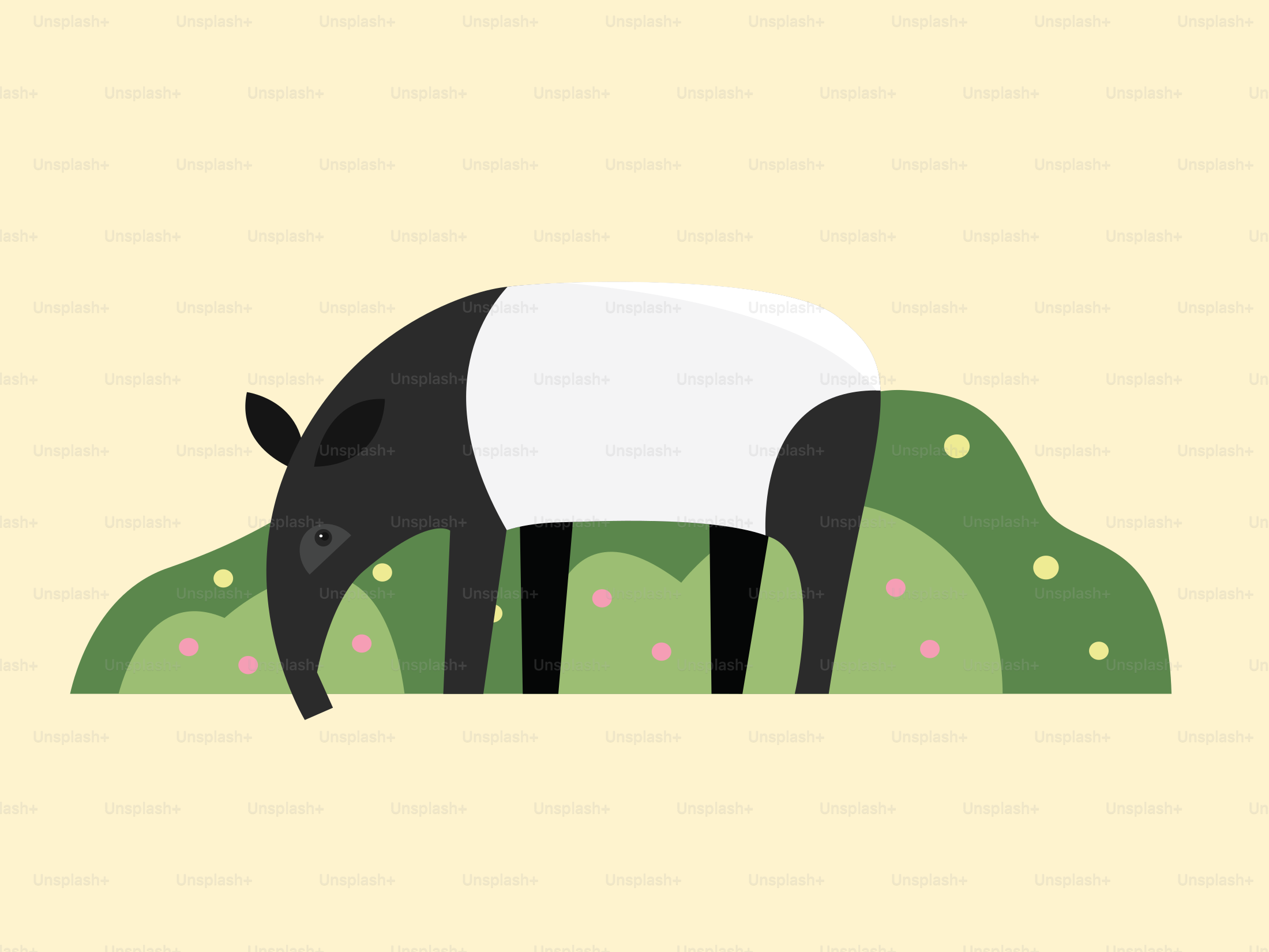 A black and white horse grazing on grass