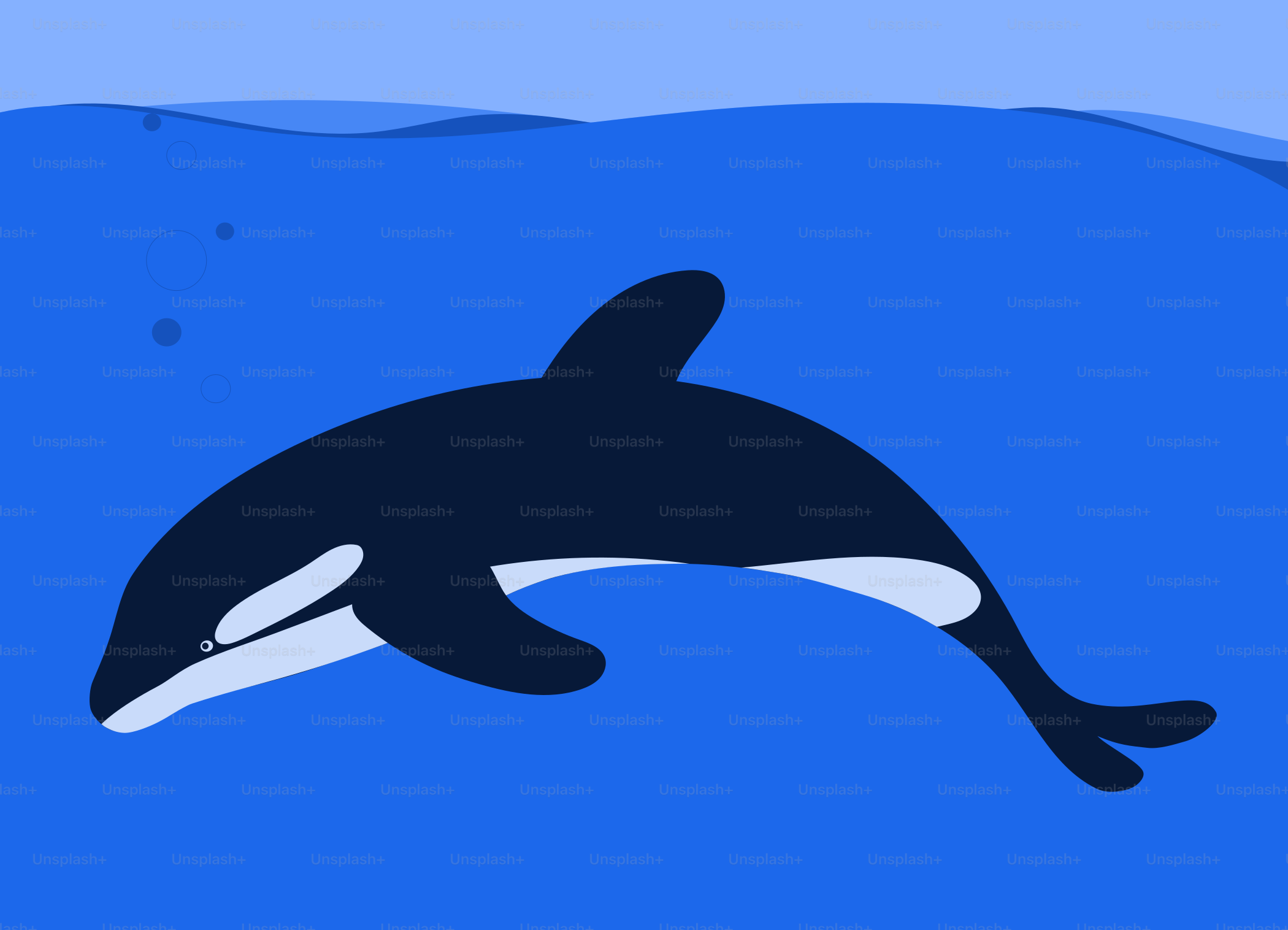 Ein Orca, der aus dem Wasser springt
