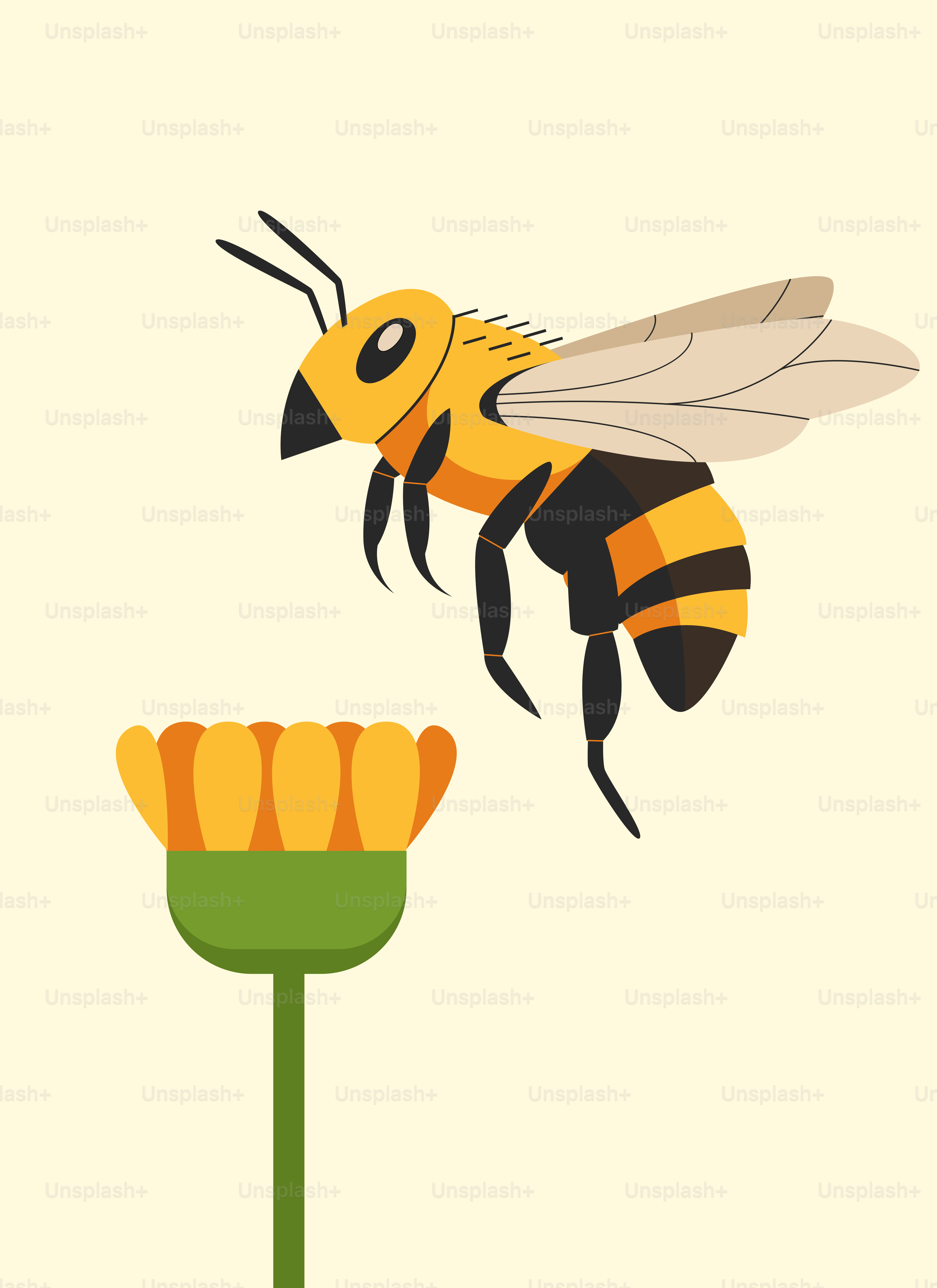 벌집에 있는 꿀벌 사진 벡터 – Unsplash의 그림 이미지, image size:3000x4125