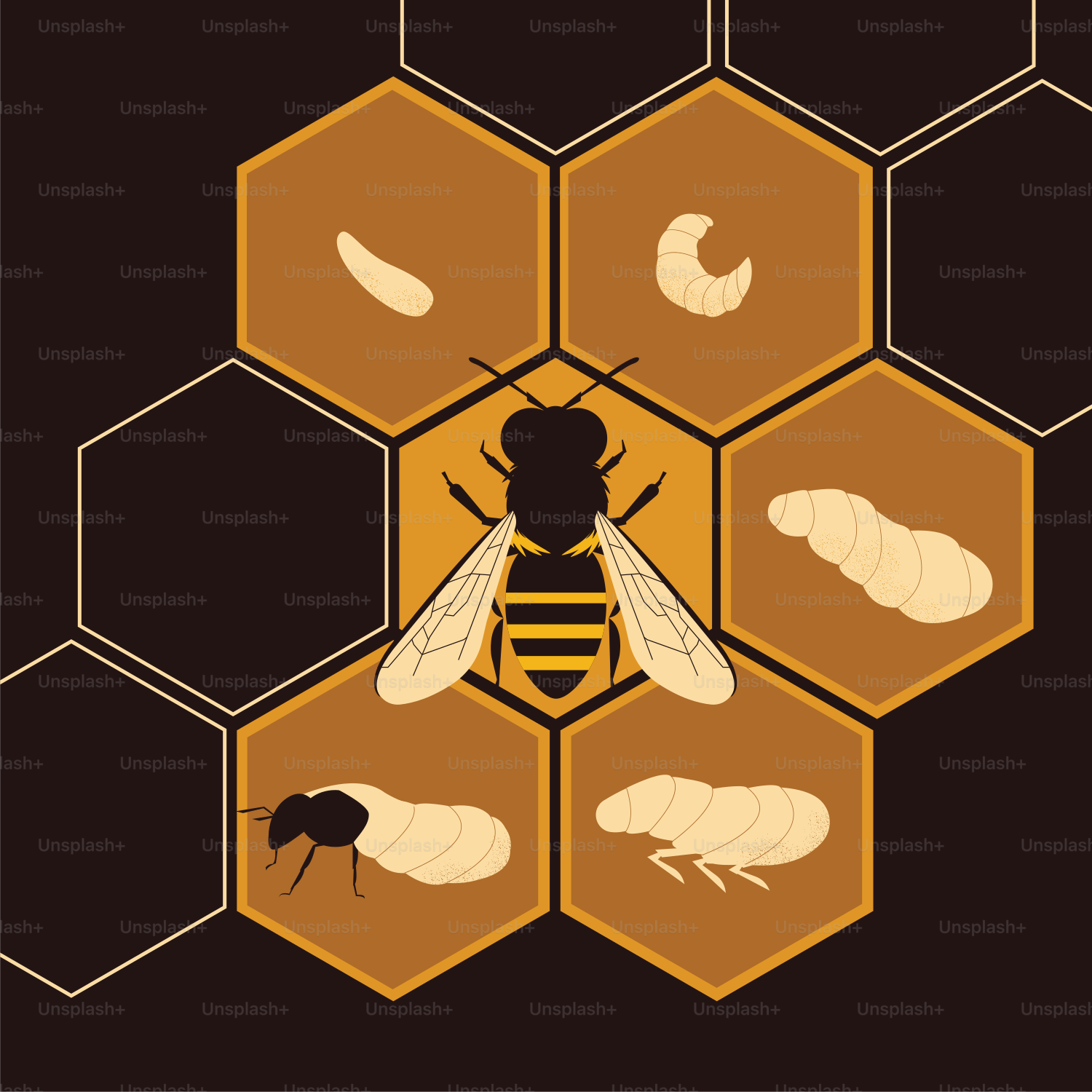 A picture of a bee on a honeycomb