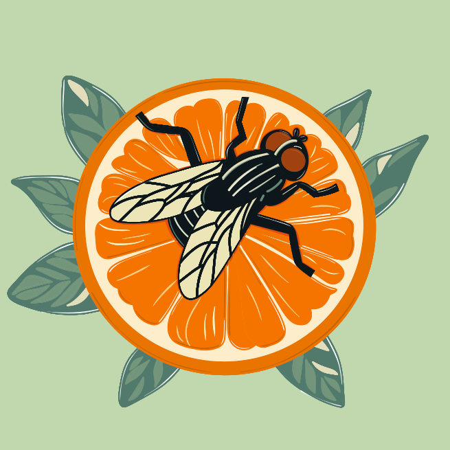 A fly sitting on top of an orange slice
