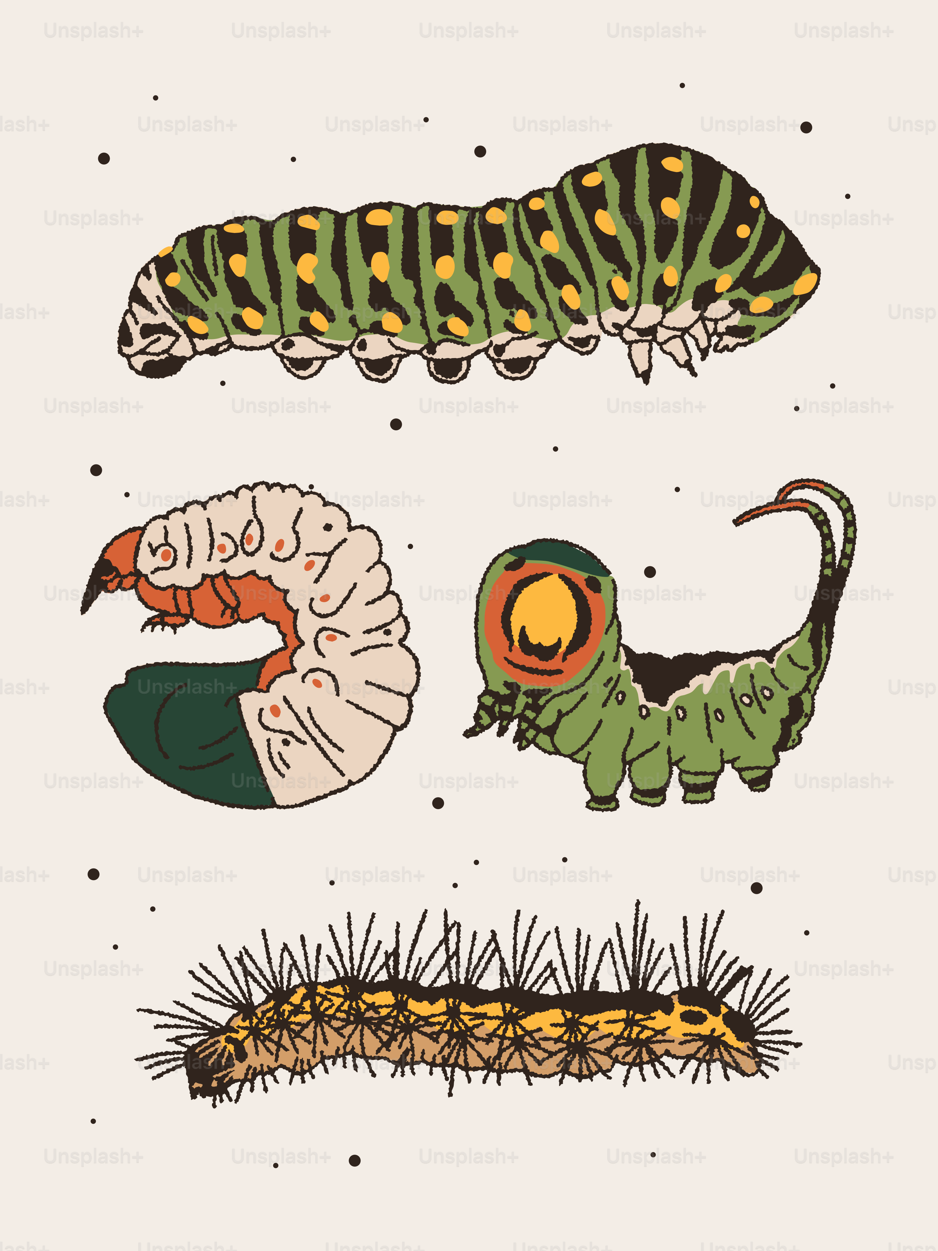 Une image d’une chenille et d’une chenille