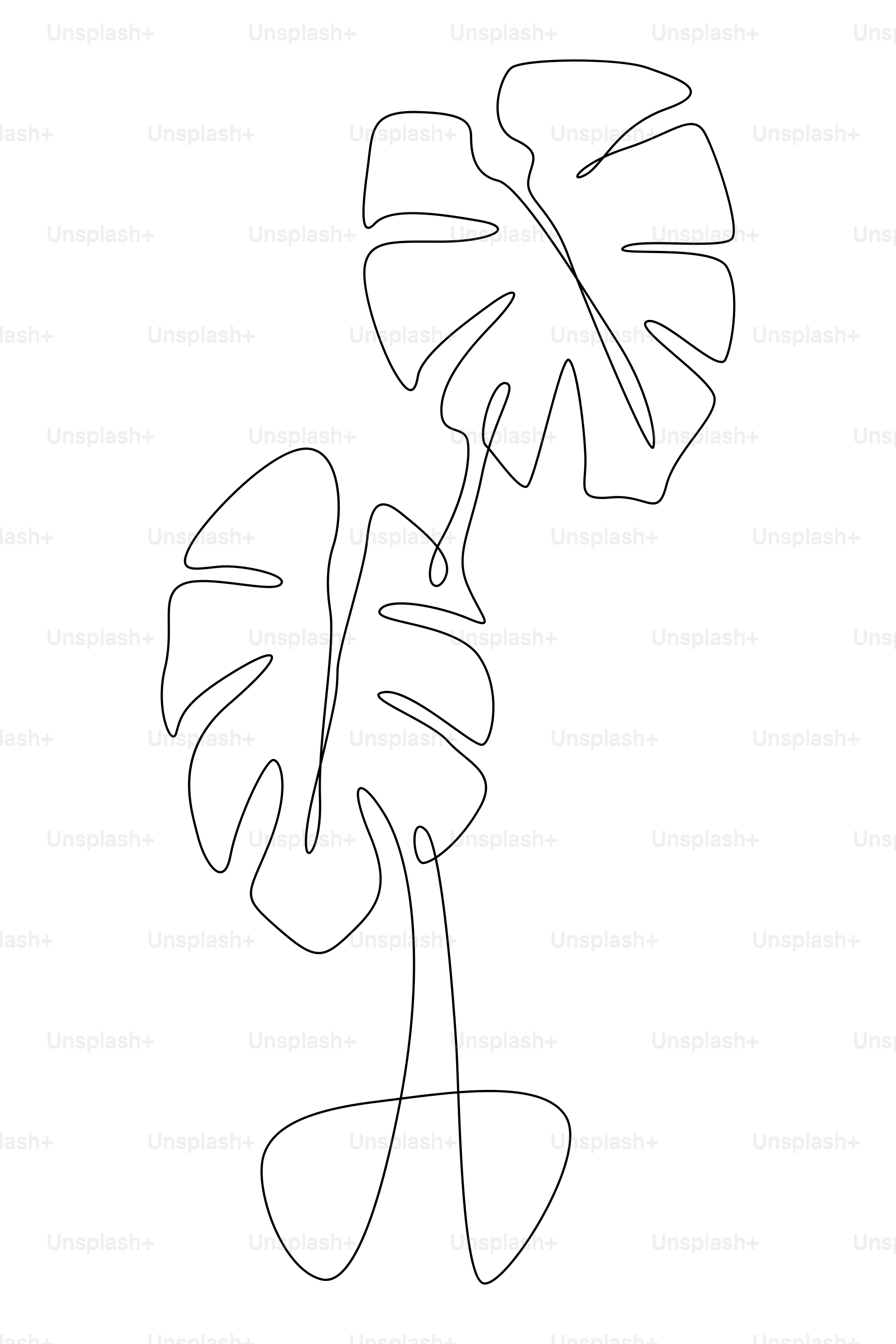 A line drawing of a plant with leaves