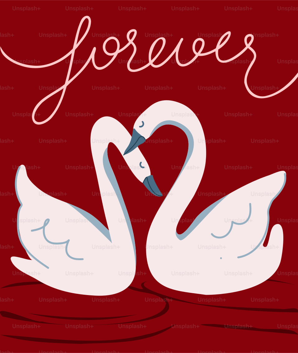 A couple of white swans floating on top of a body of water