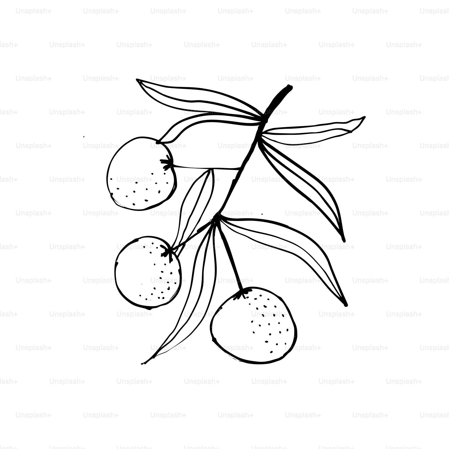 A black and white drawing of a branch with fruit