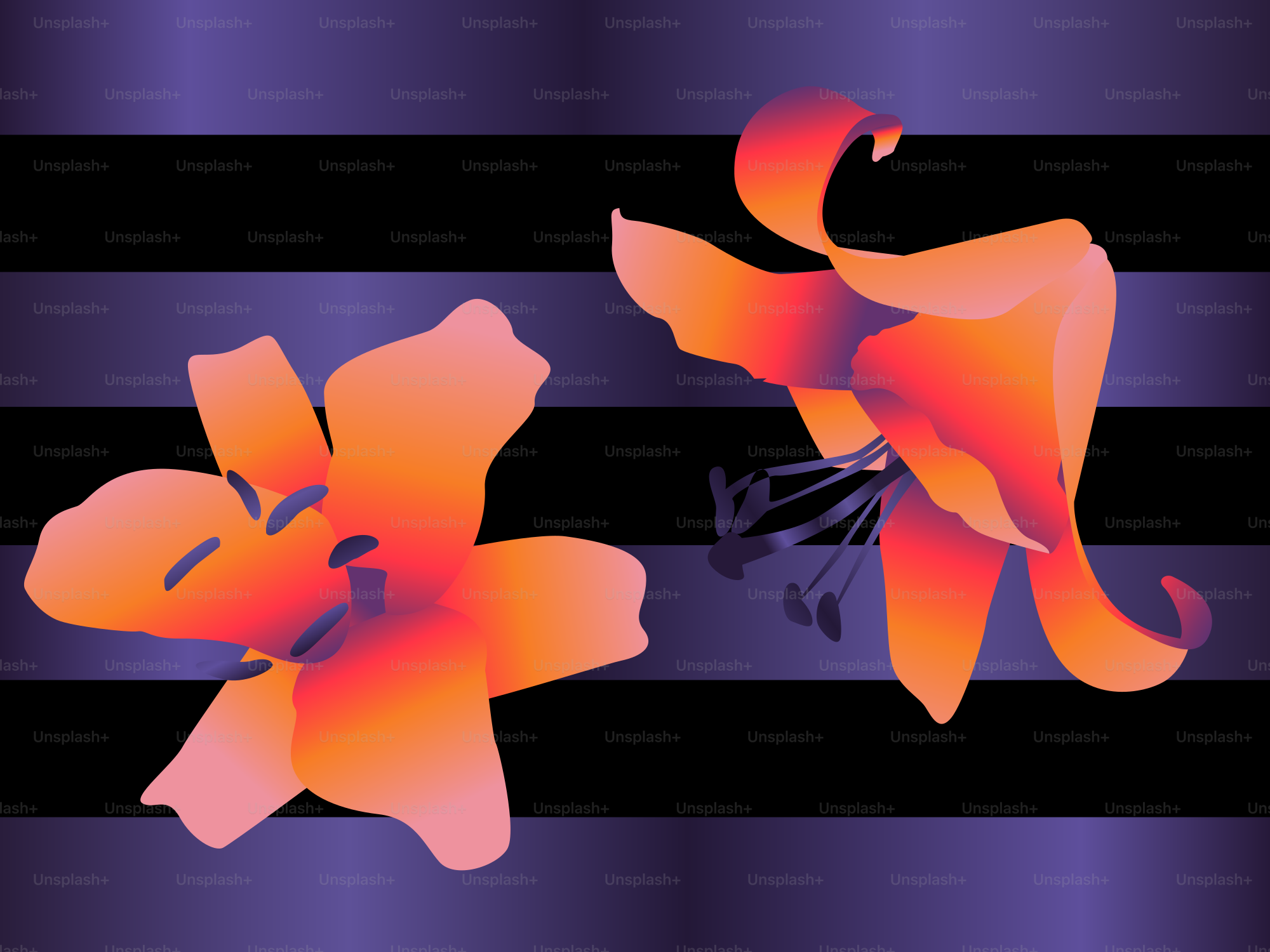 Deux fleurs oranges sur un fond rayé noir et violet