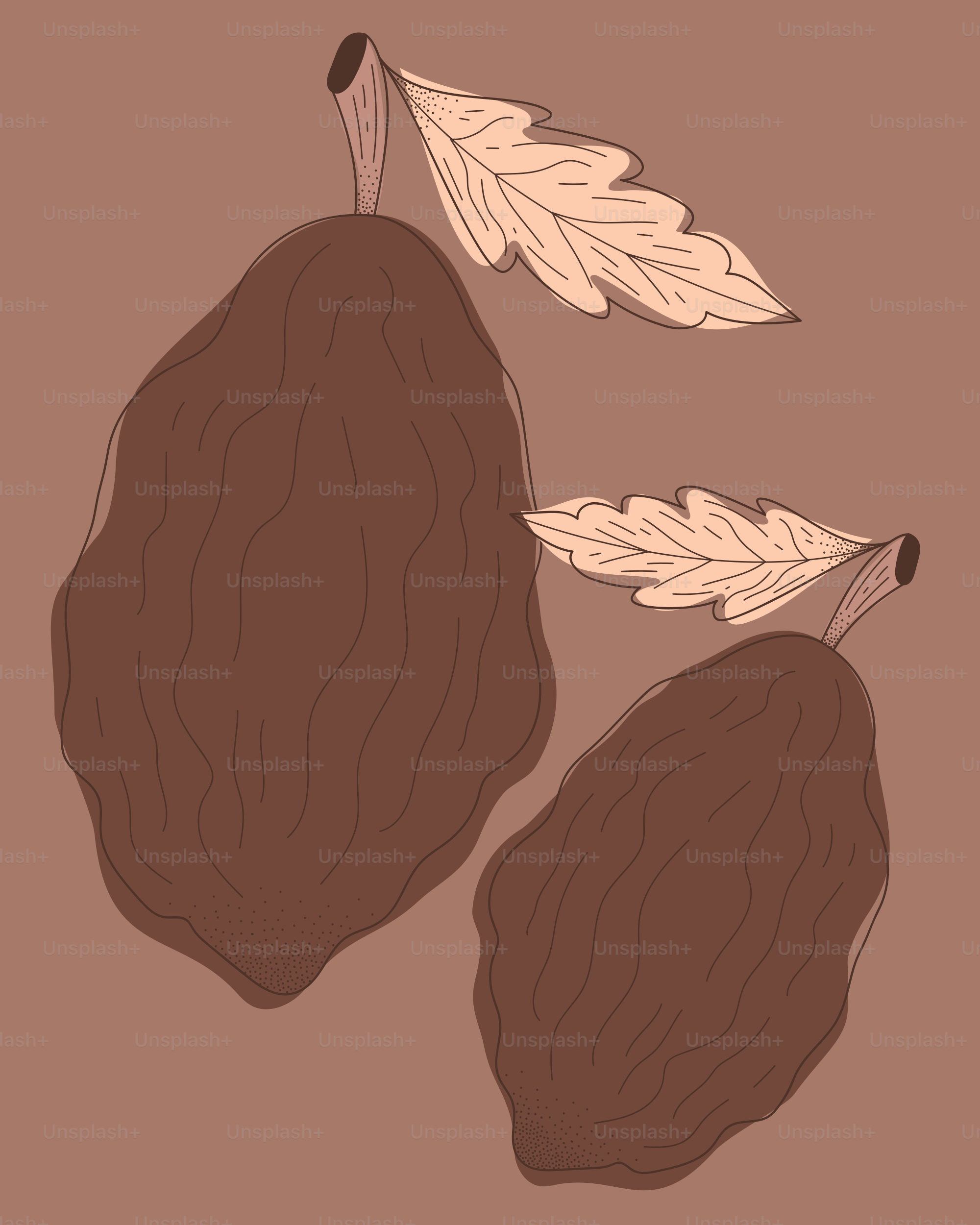 Tres hojas y una nuez sobre fondo marrón