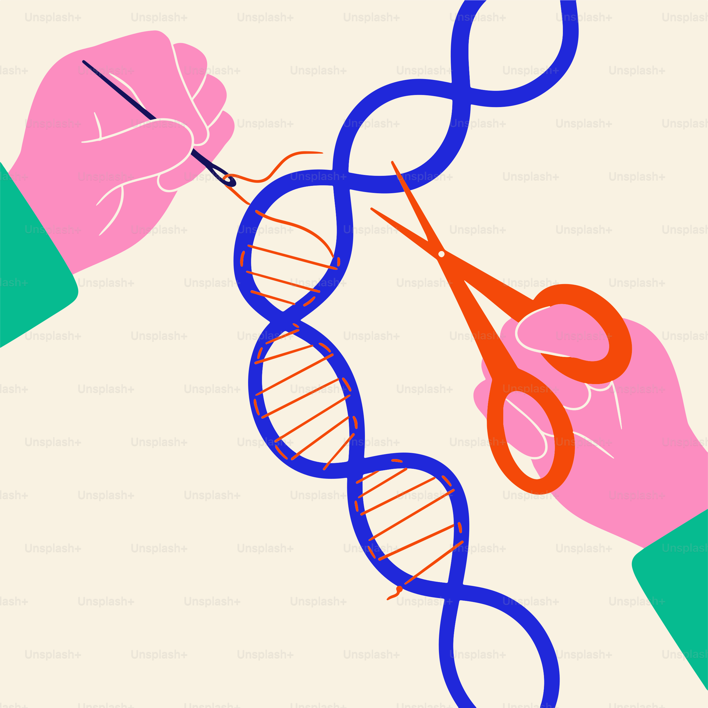 Ein Paar Hände, die eine Schere halten, schneiden eine blaue und rote doppelsträngige Strähne durch