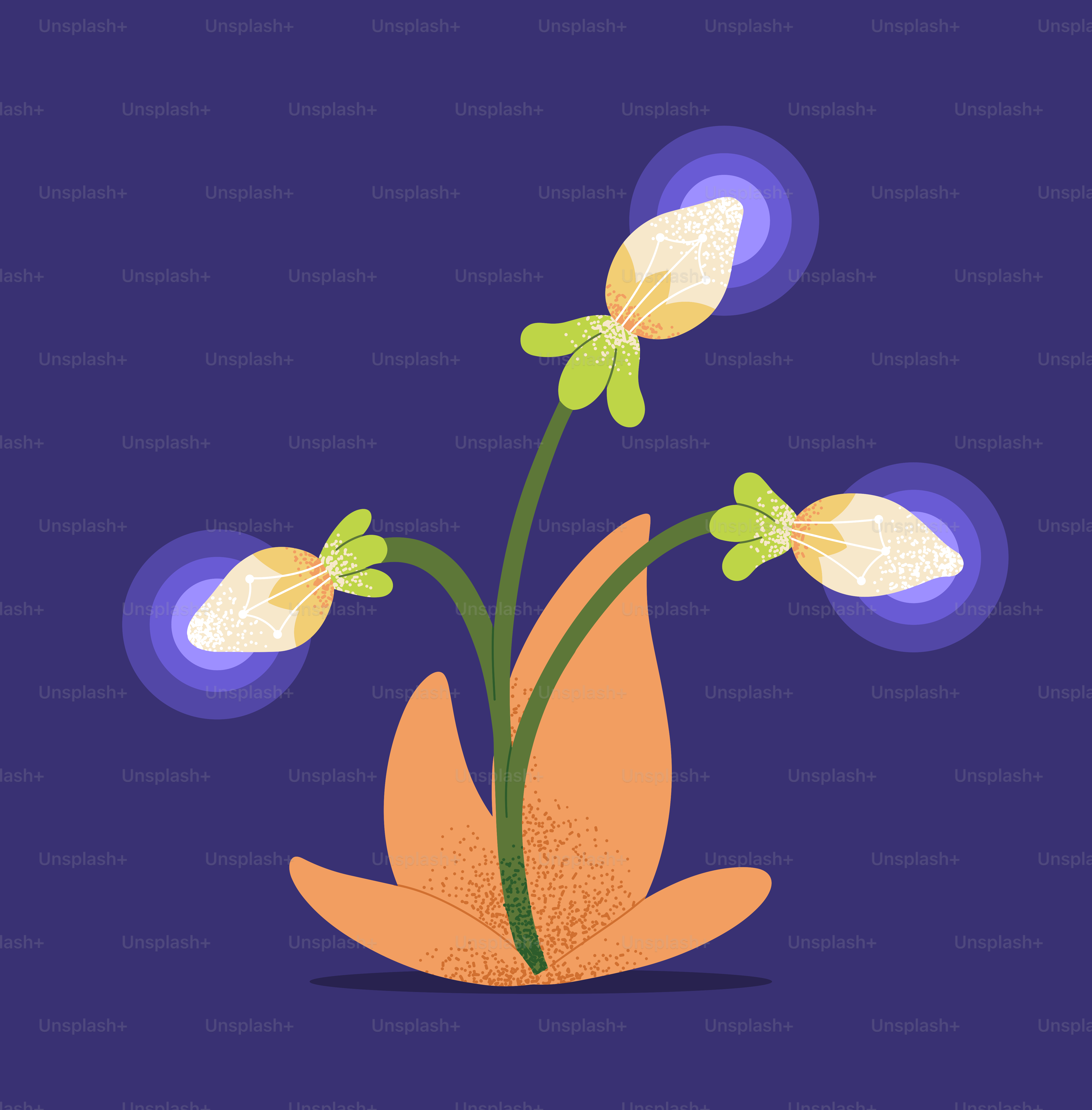 Ein Bild einer Blume auf violettem Hintergrund