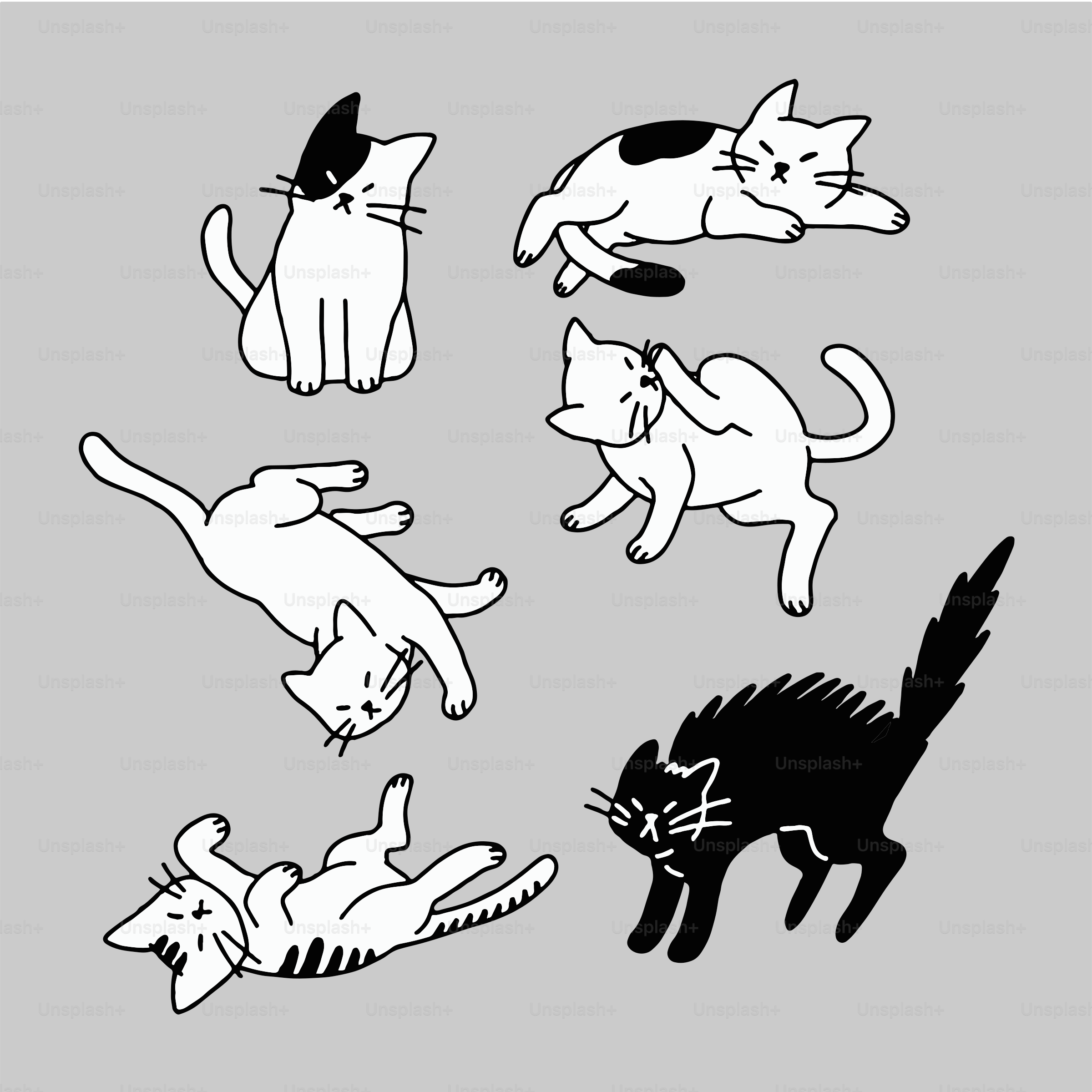 Gambar hitam putih kucing dan gambar hitam putih kucing