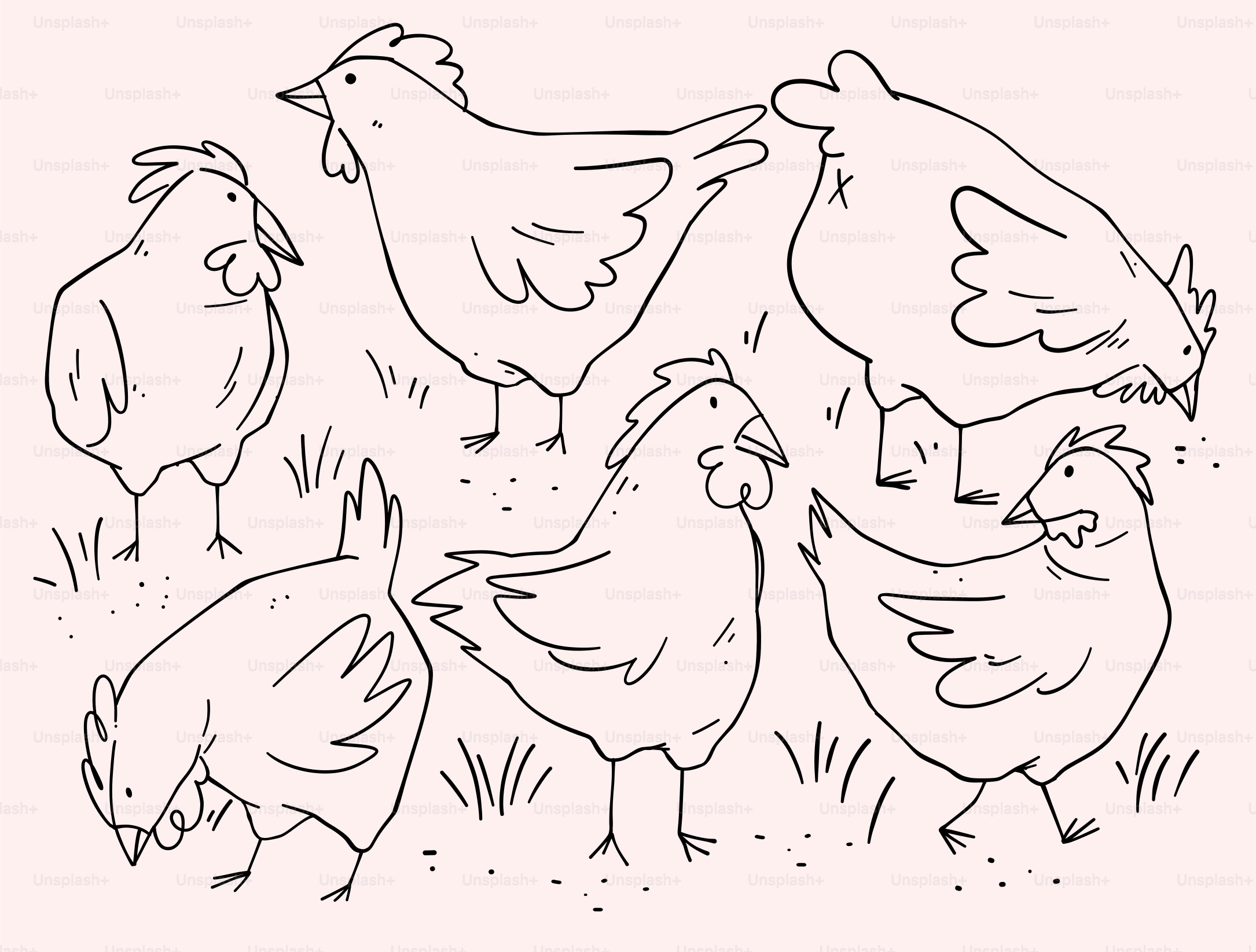 A group of chickens standing on top of a grass covered field