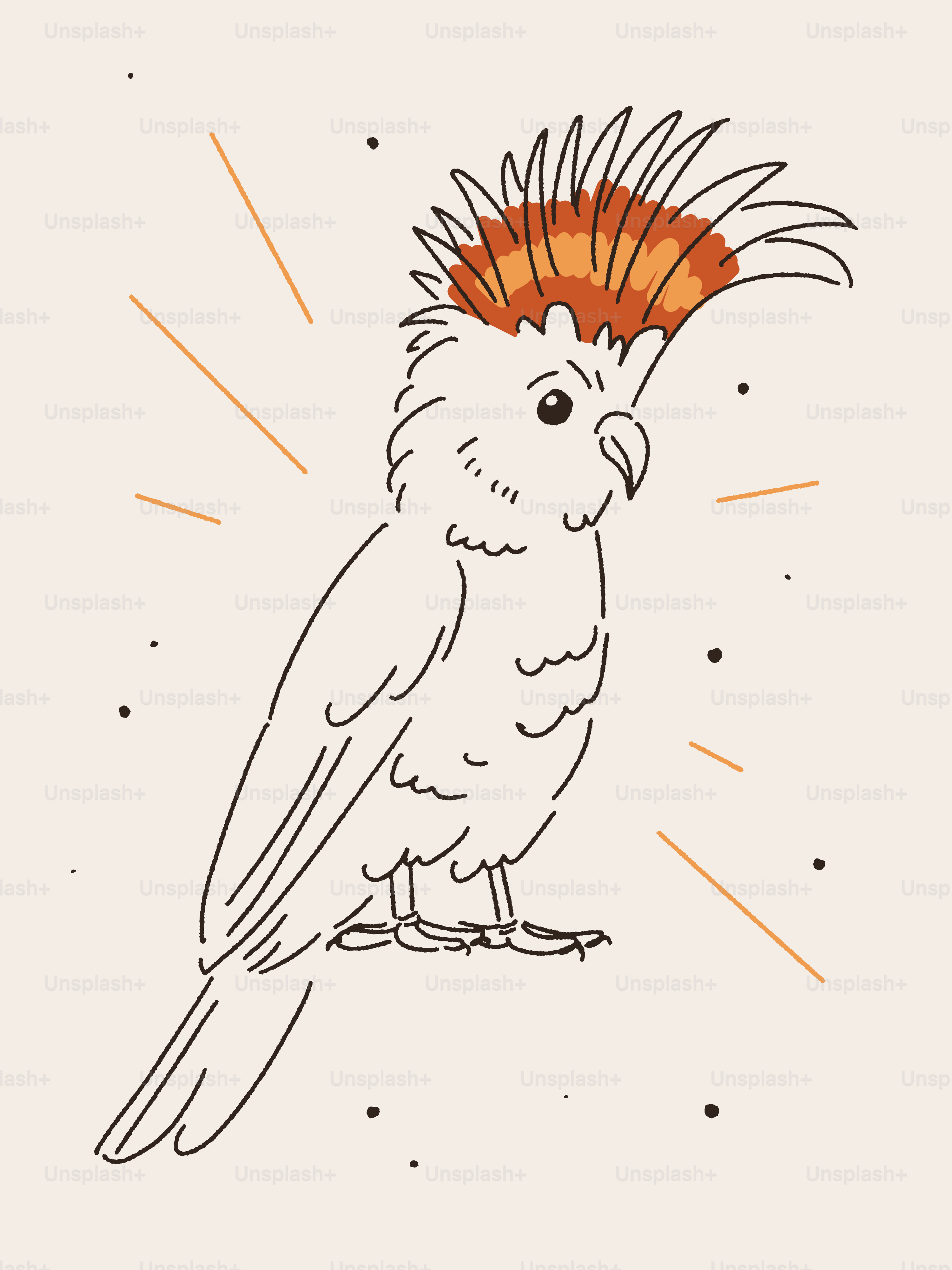 Un dessin d'un oiseau avec une crête sur la tête vectoriel – Image de  Oiseau sur Unsplash, image size:3000x4000