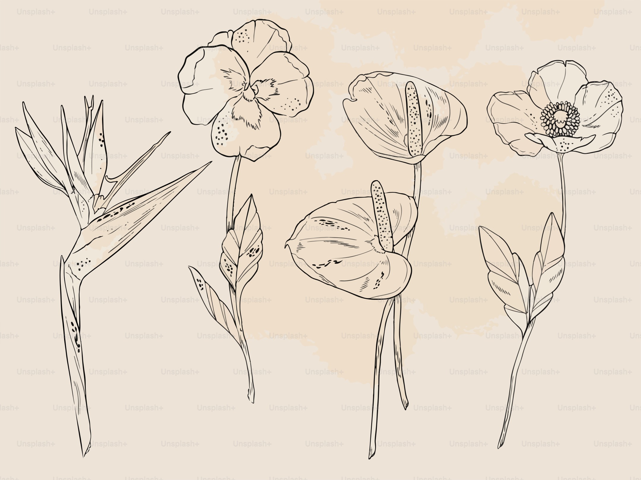 ベージュの背景に花を描いた線画