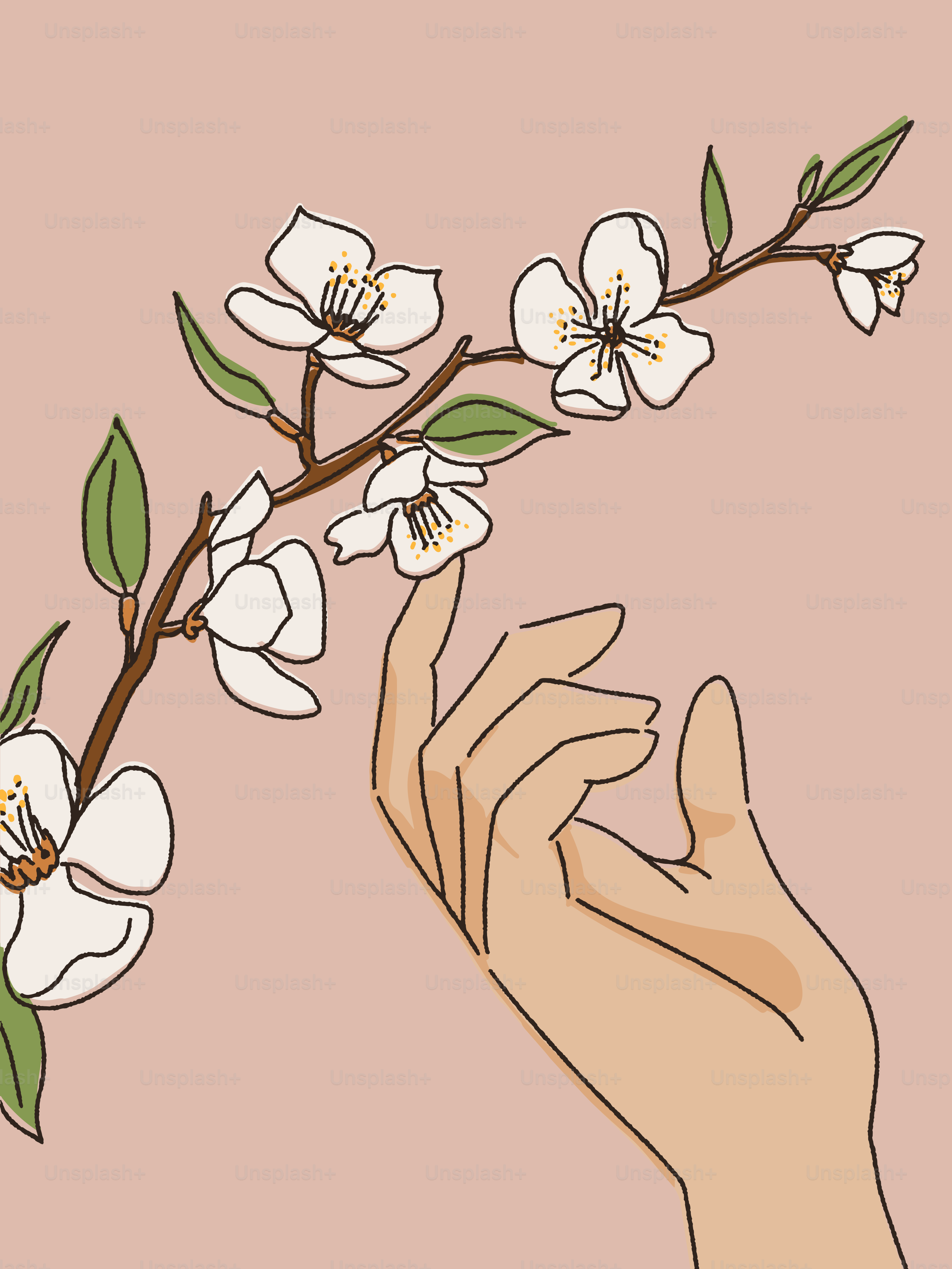 A hand reaching for a branch with white flowers vector – Flower Image on  Unsplash, image size:3000x4000