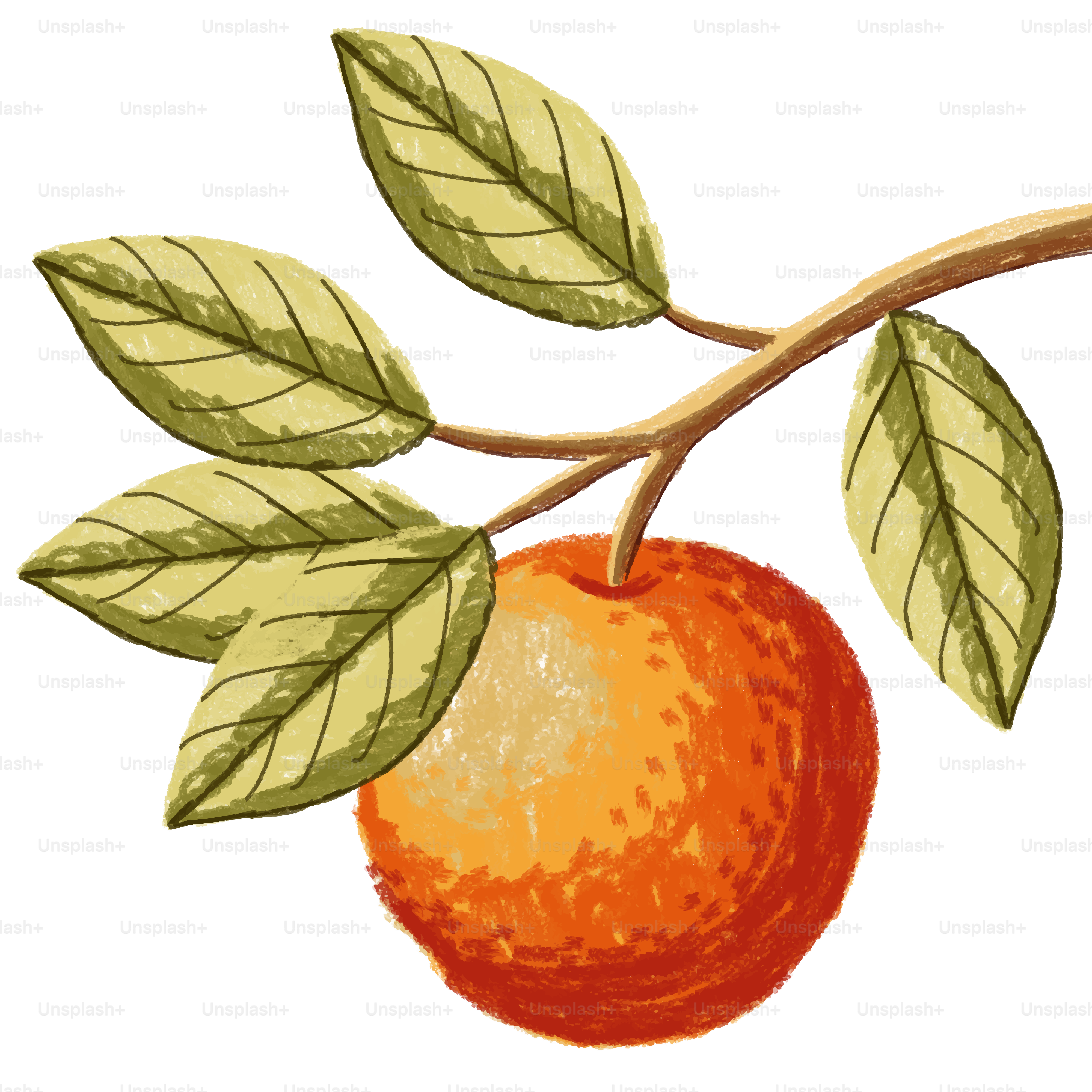 An orange hangs from a branch with leaves.