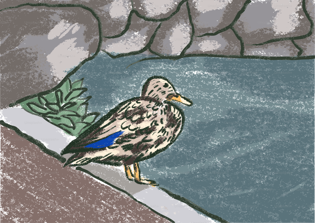 A duck stands beside water and rocks.