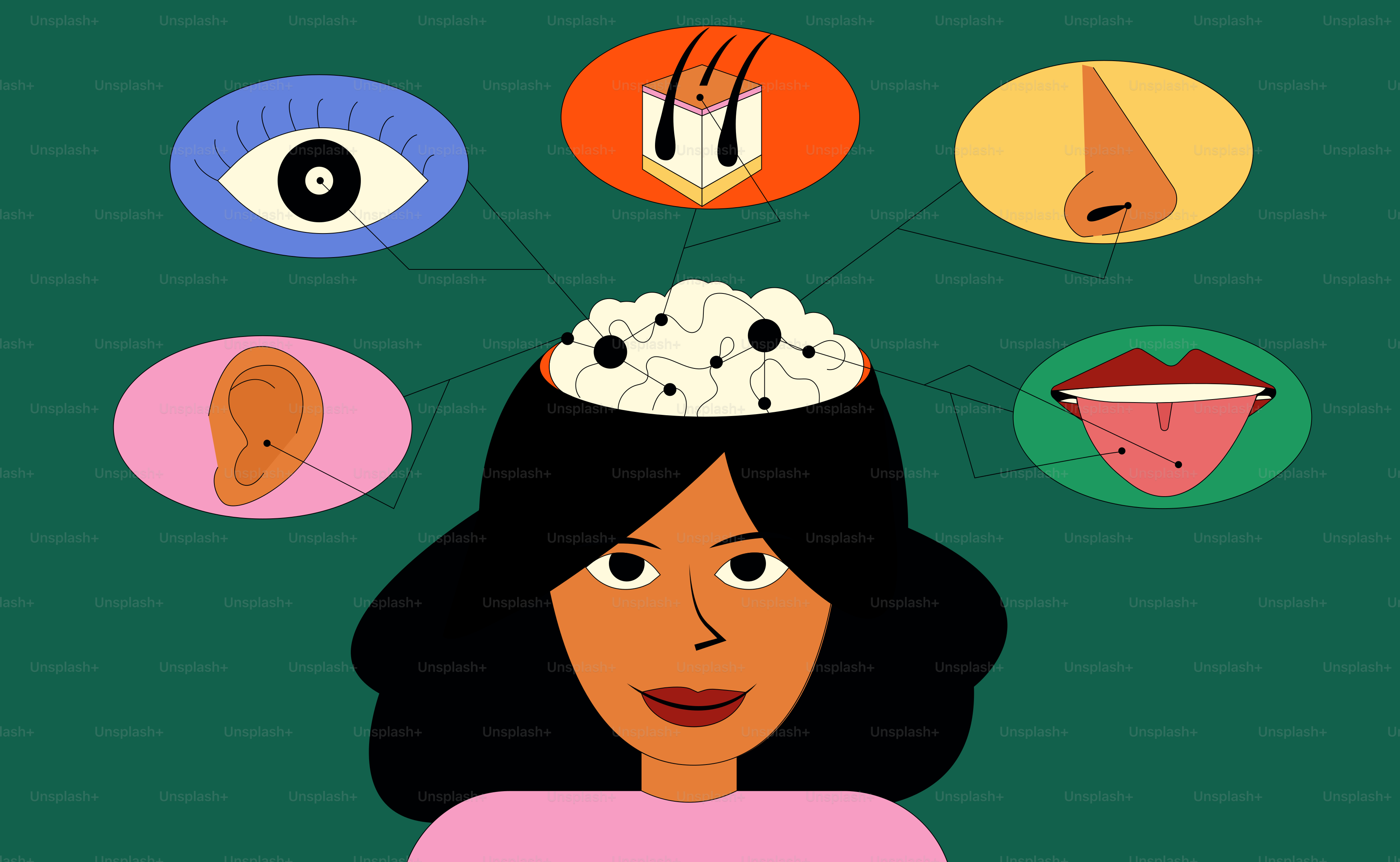 The senses are connected to the human brain.